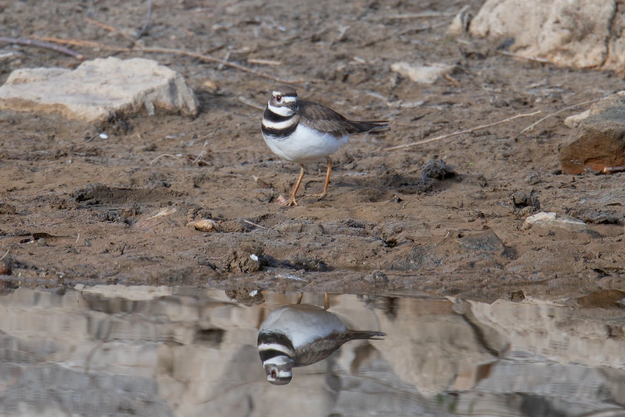 Killdeer (Charadrius vociferus)