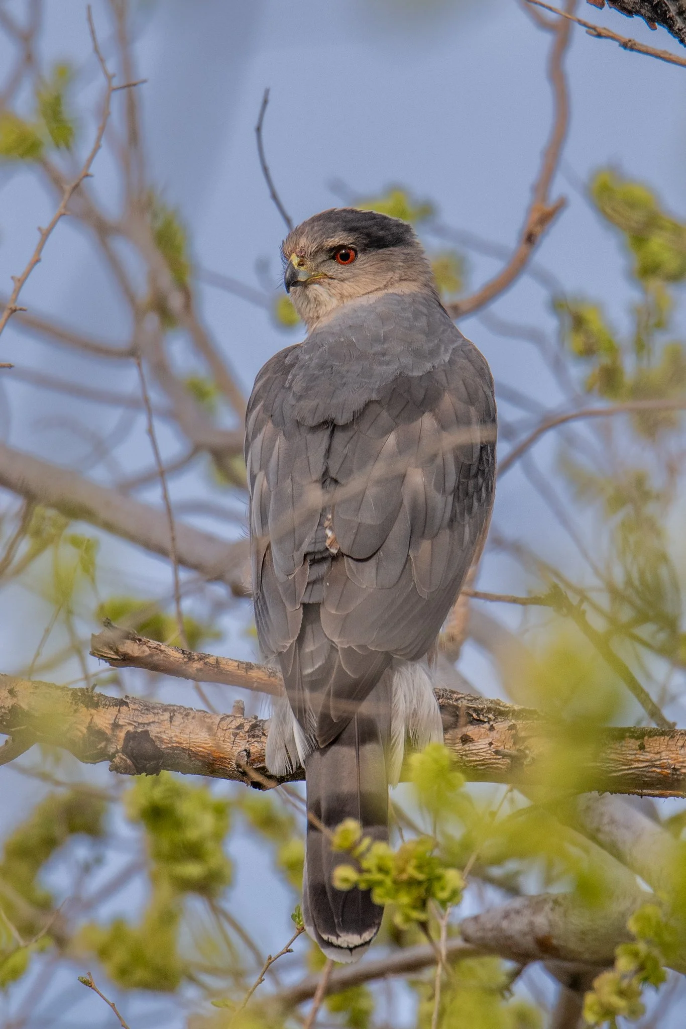 Cooper's Hawk (Astur cooperii)