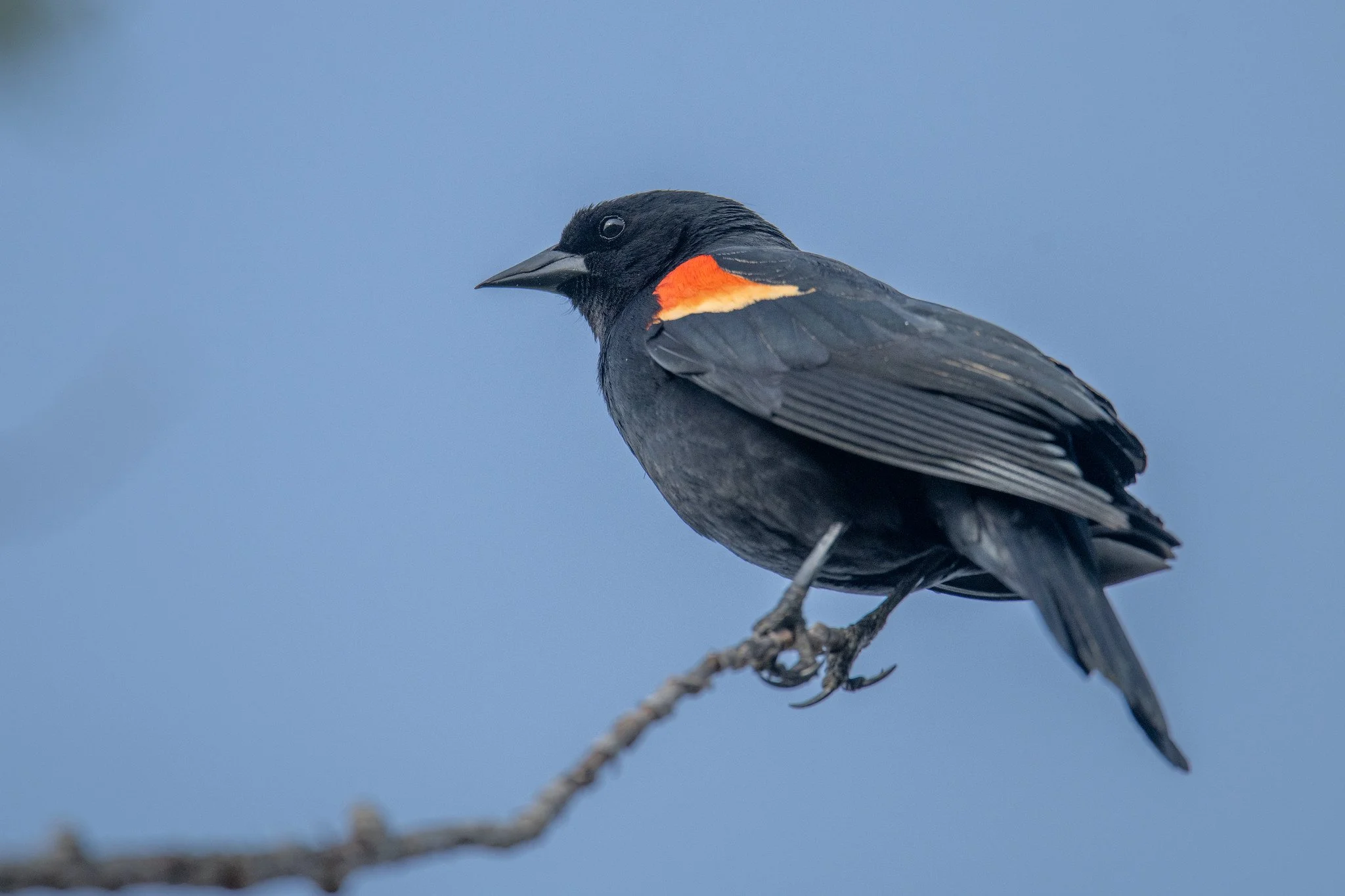 Red-winged Blackbird (Agelaius phoeniceus)