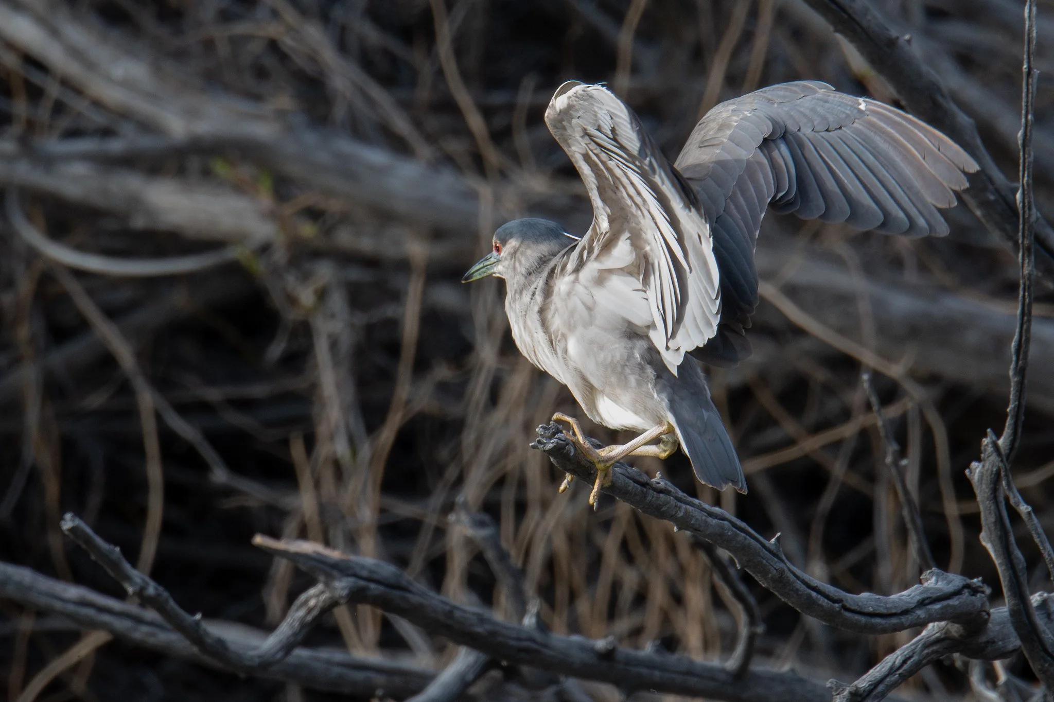 Black-crowned Night Heron (Nycticorax nycticorax)