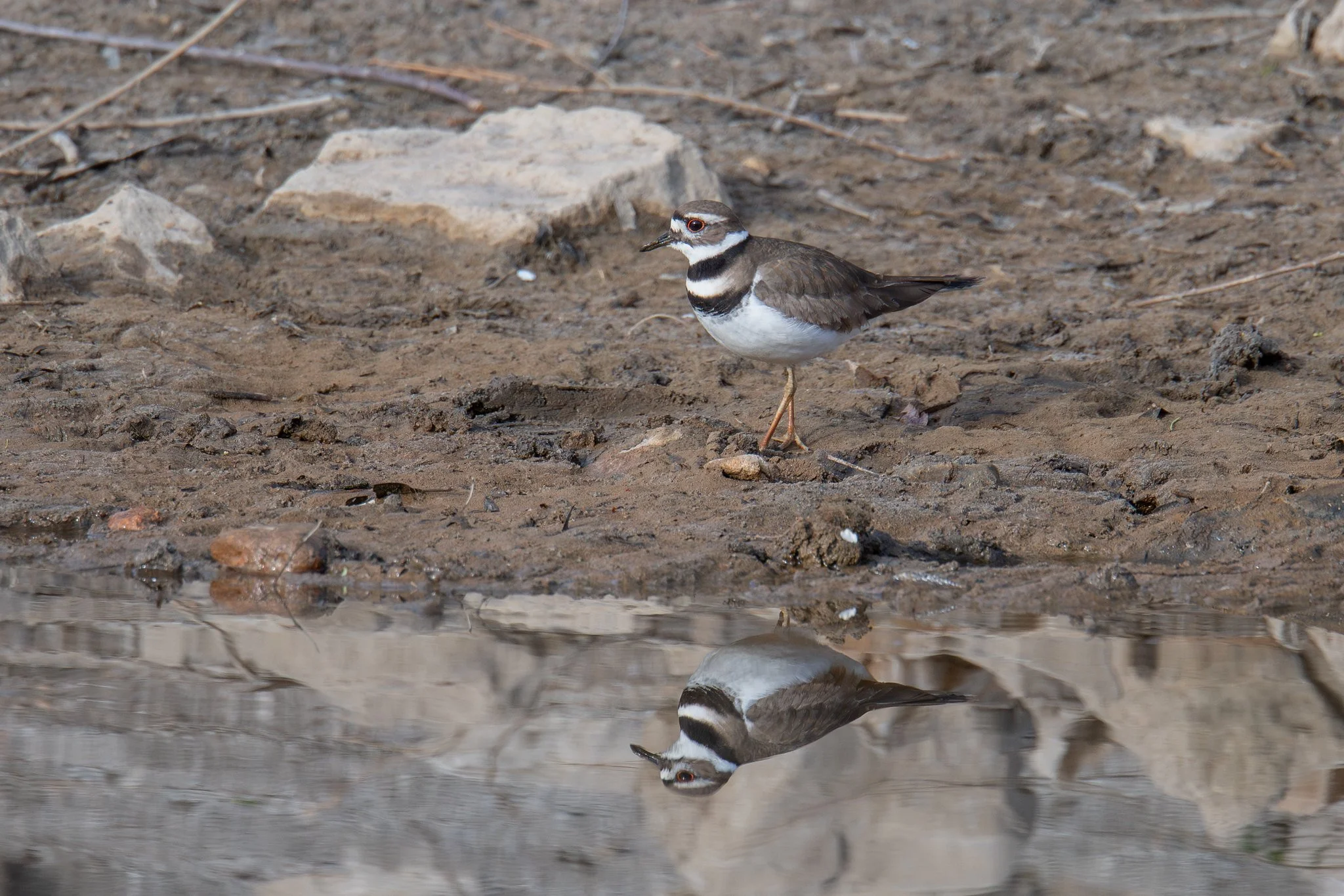 Killdeer (Charadrius vociferus)