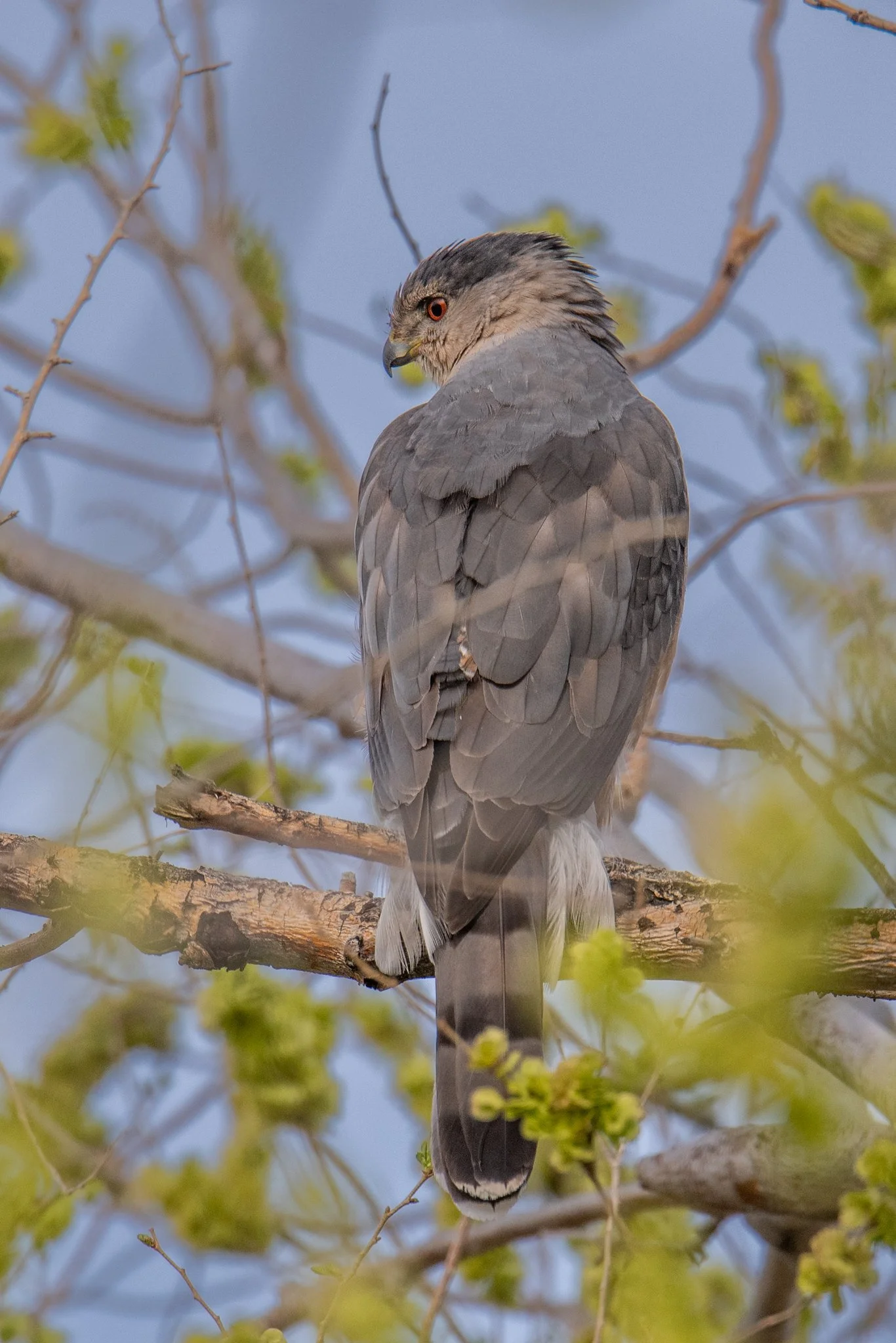 Cooper's Hawk (Astur cooperii)