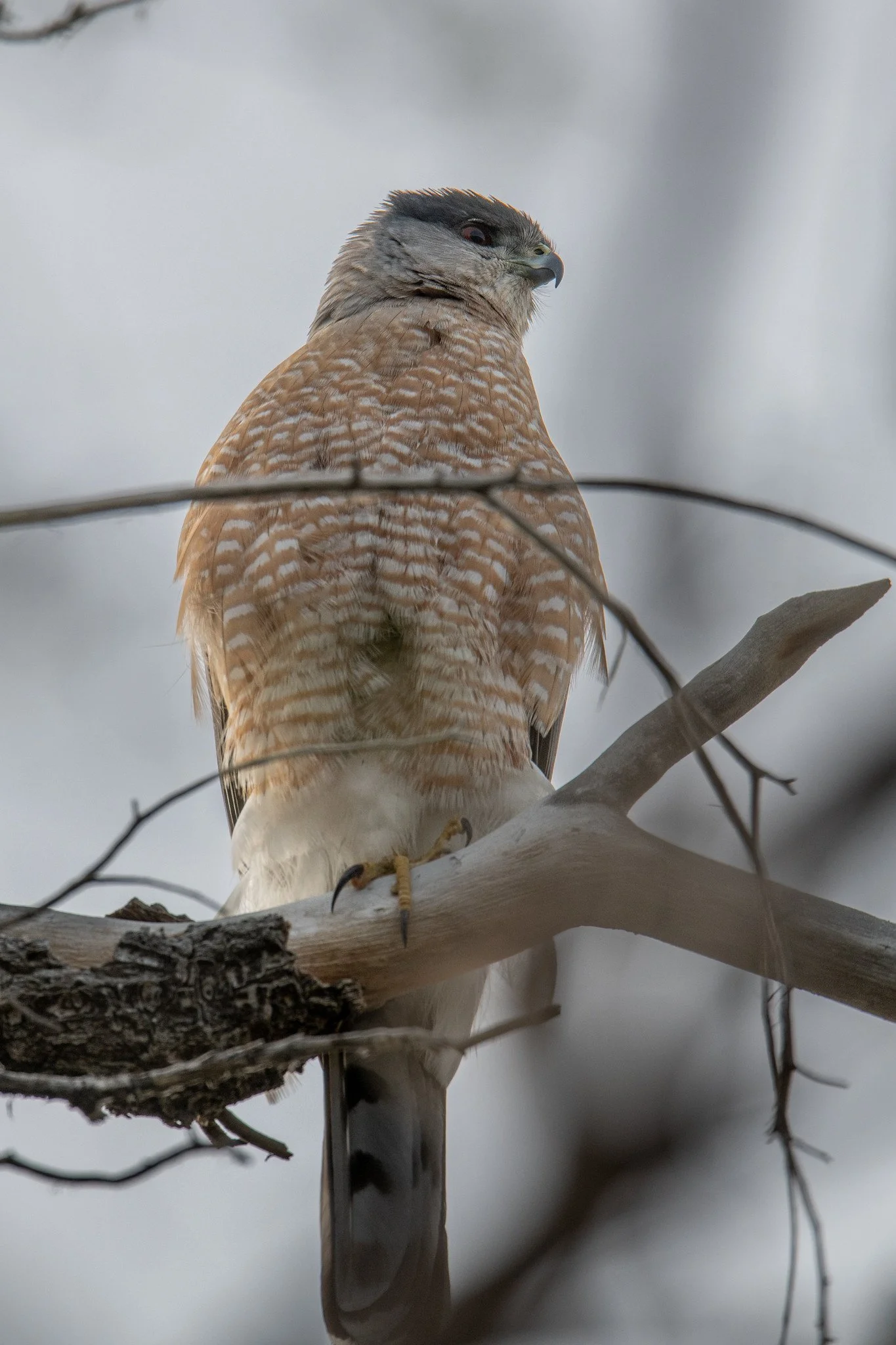 Cooper's Hawk (Astur cooperii)