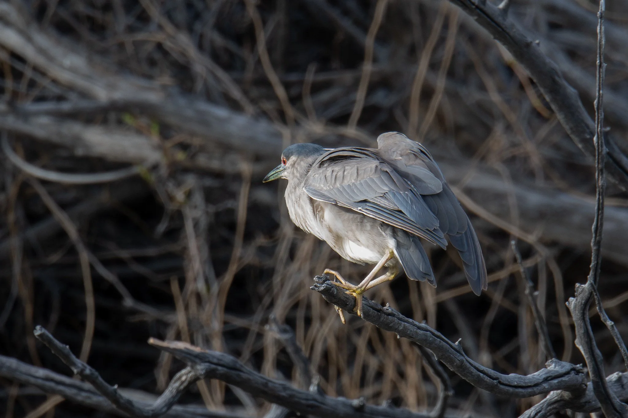 Black-crowned Night Heron (Nycticorax nycticorax)