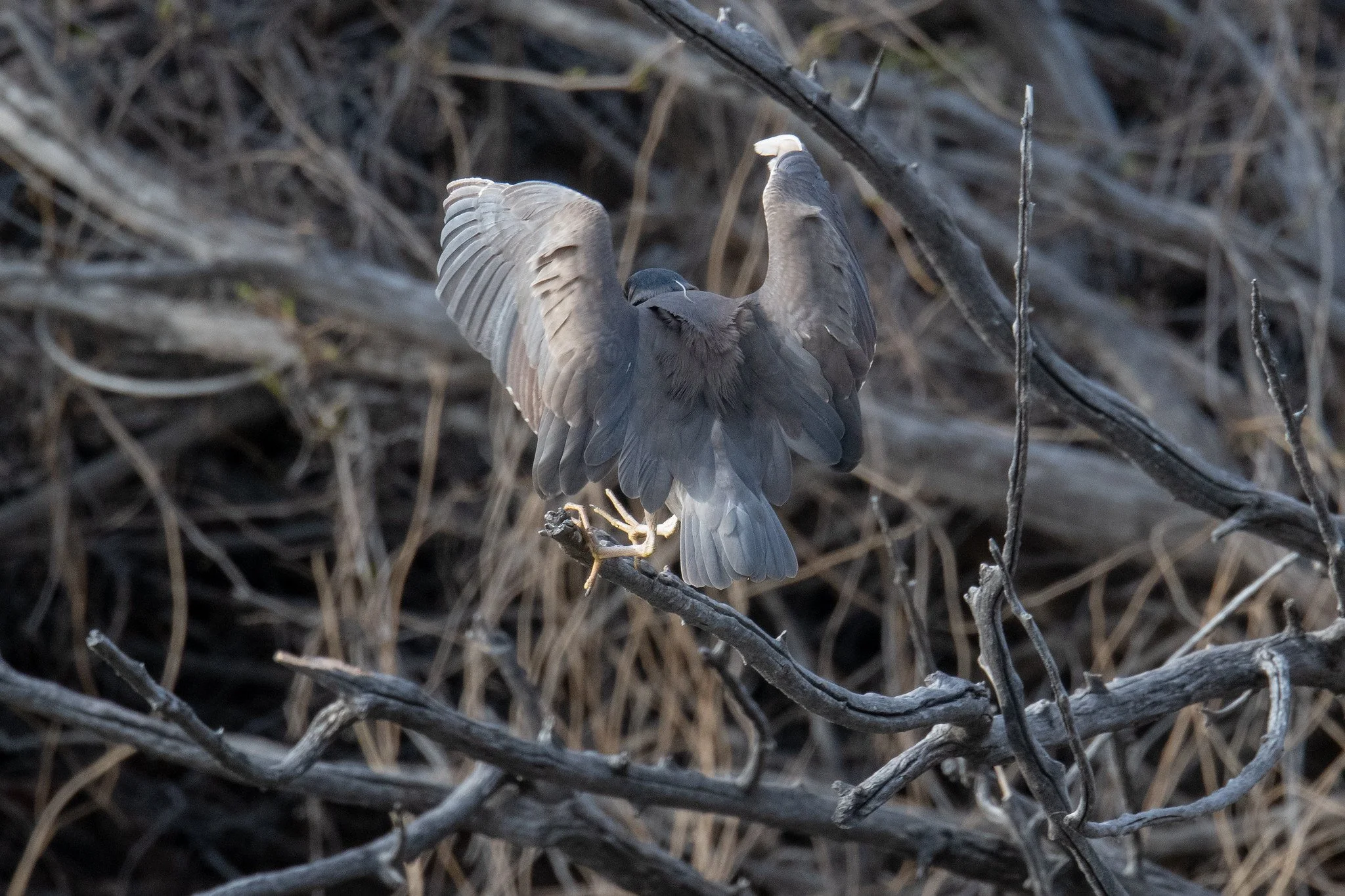 Black-crowned Night Heron (Nycticorax nycticorax)