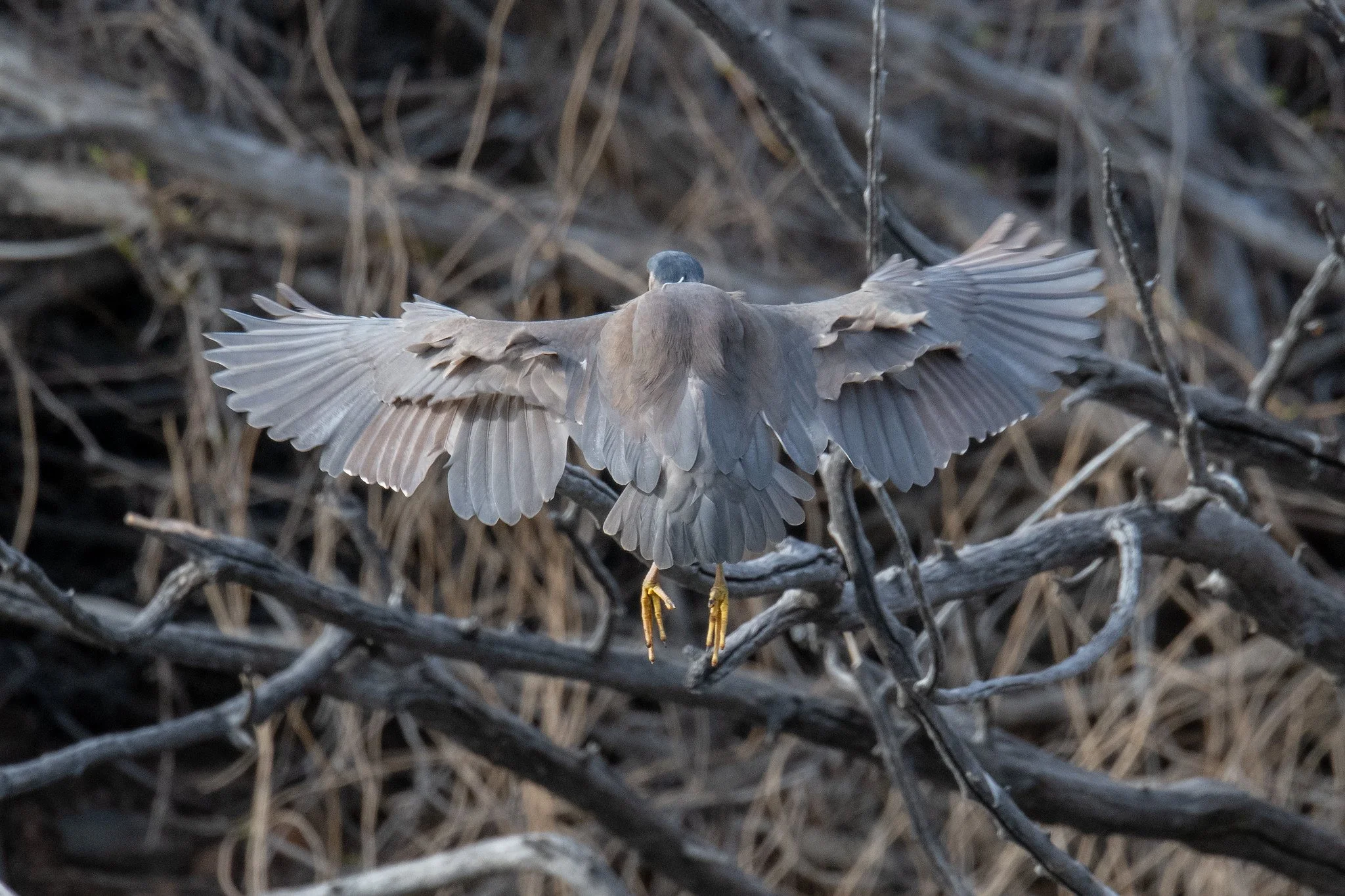 Black-crowned Night Heron (Nycticorax nycticorax)