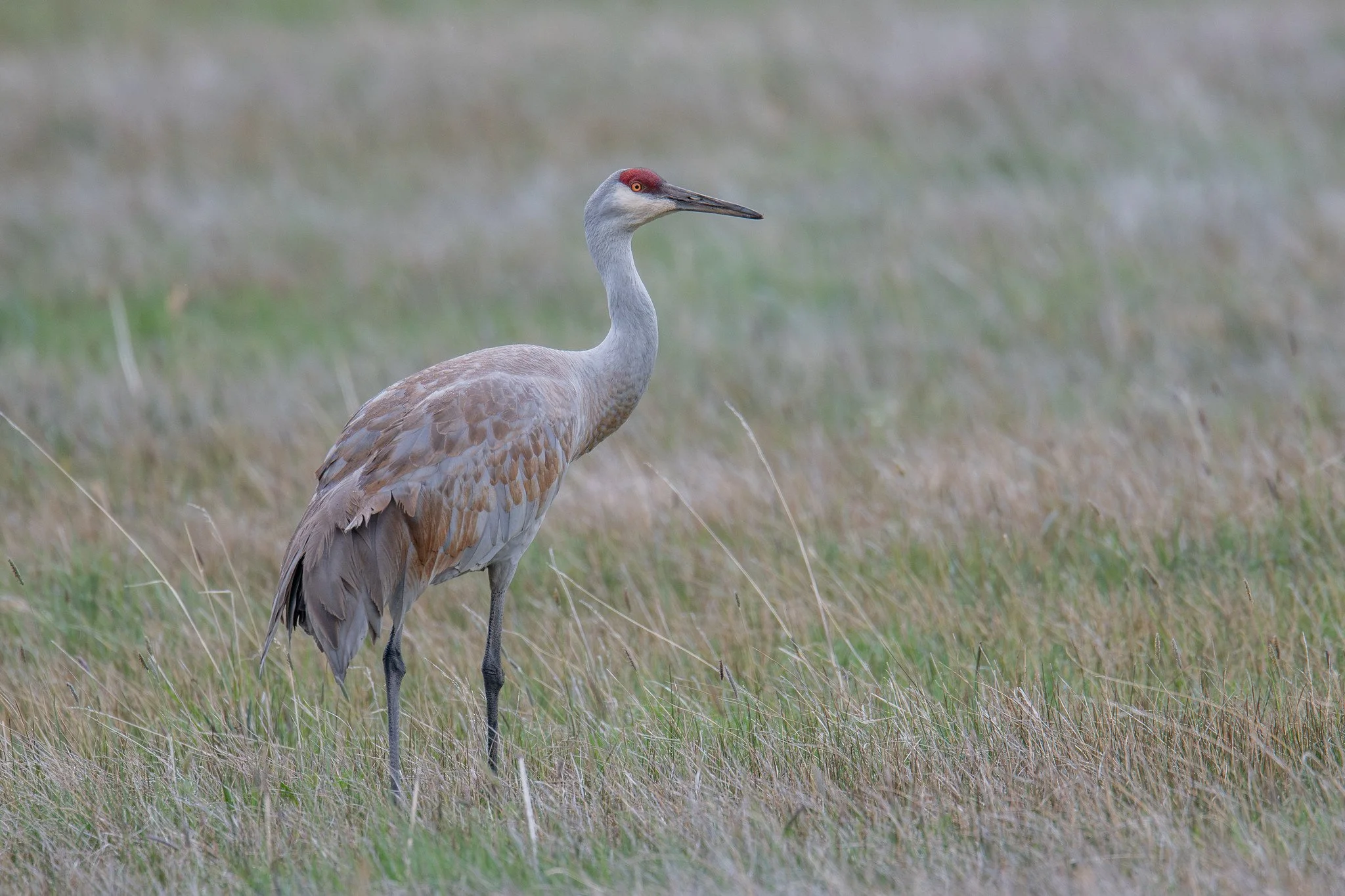 Sandhill Crane (Antigone canadensis)