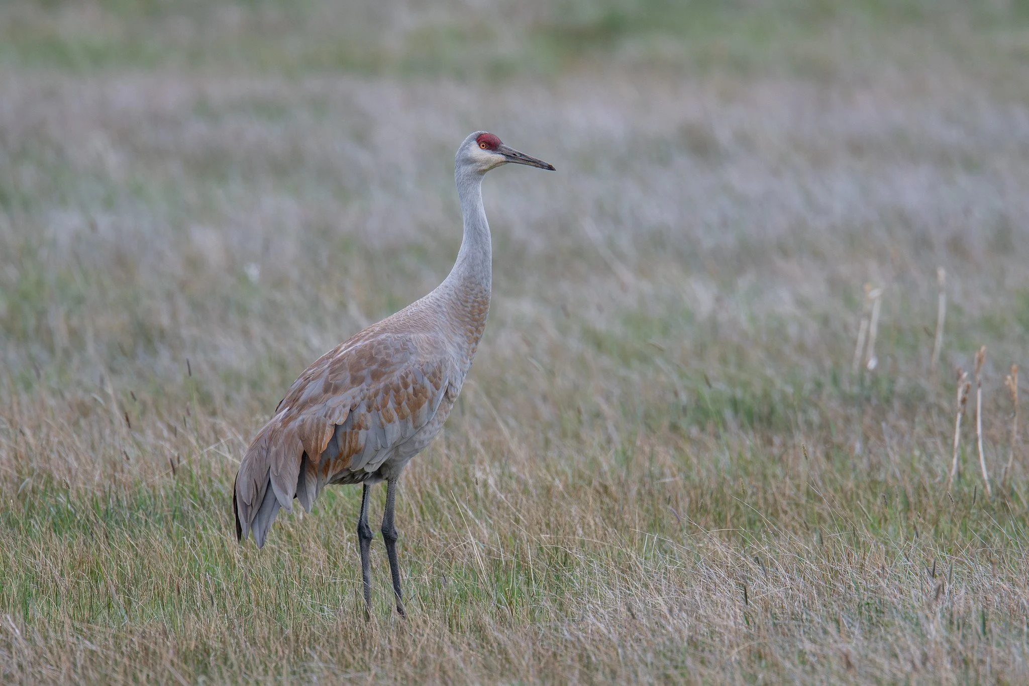 Sandhill Crane (Antigone canadensis)