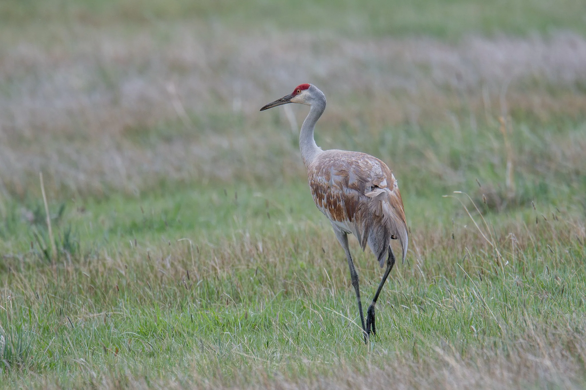 Sandhill Crane (Antigone canadensis)
