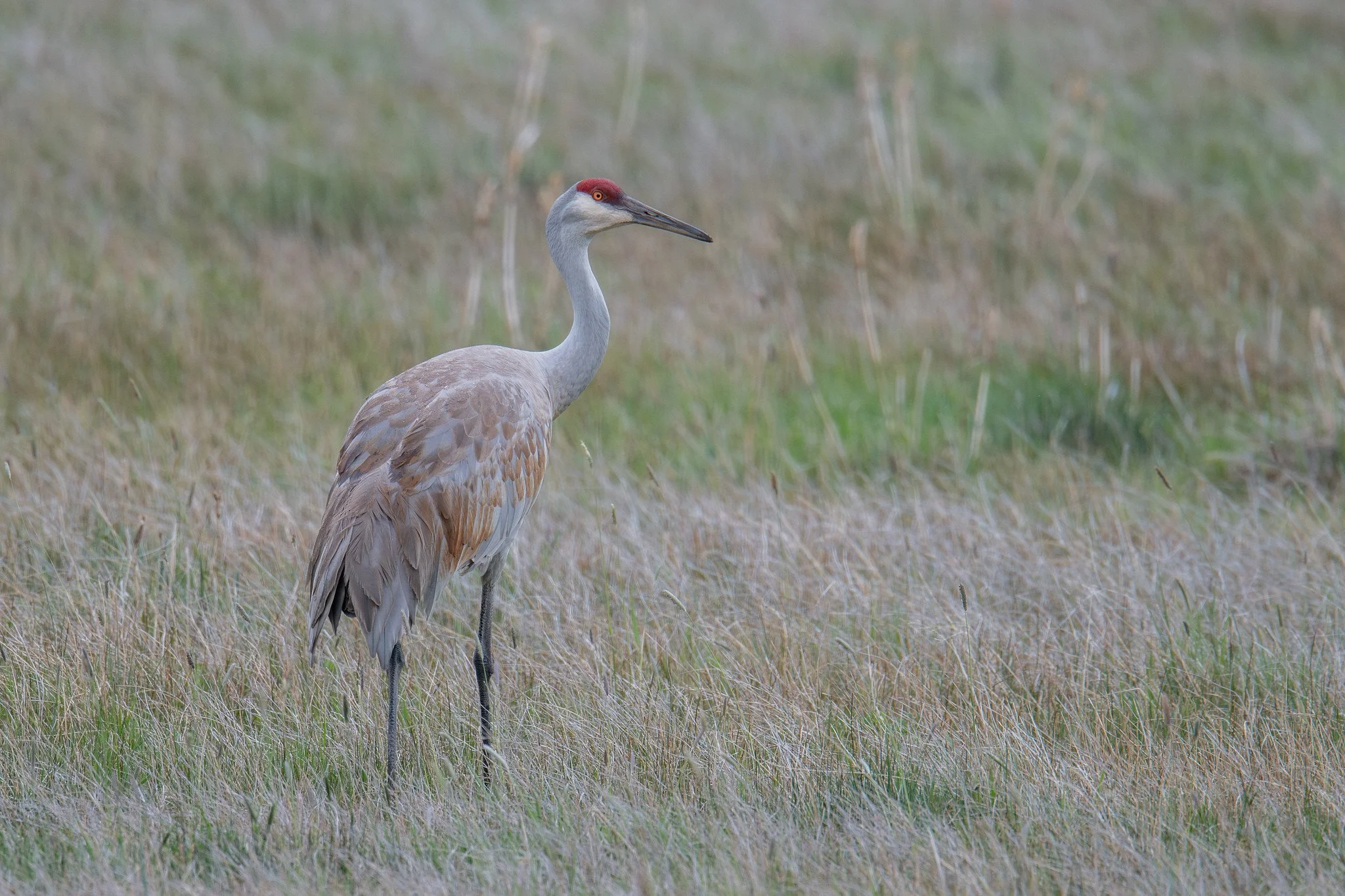 Sandhill Crane (Antigone canadensis)