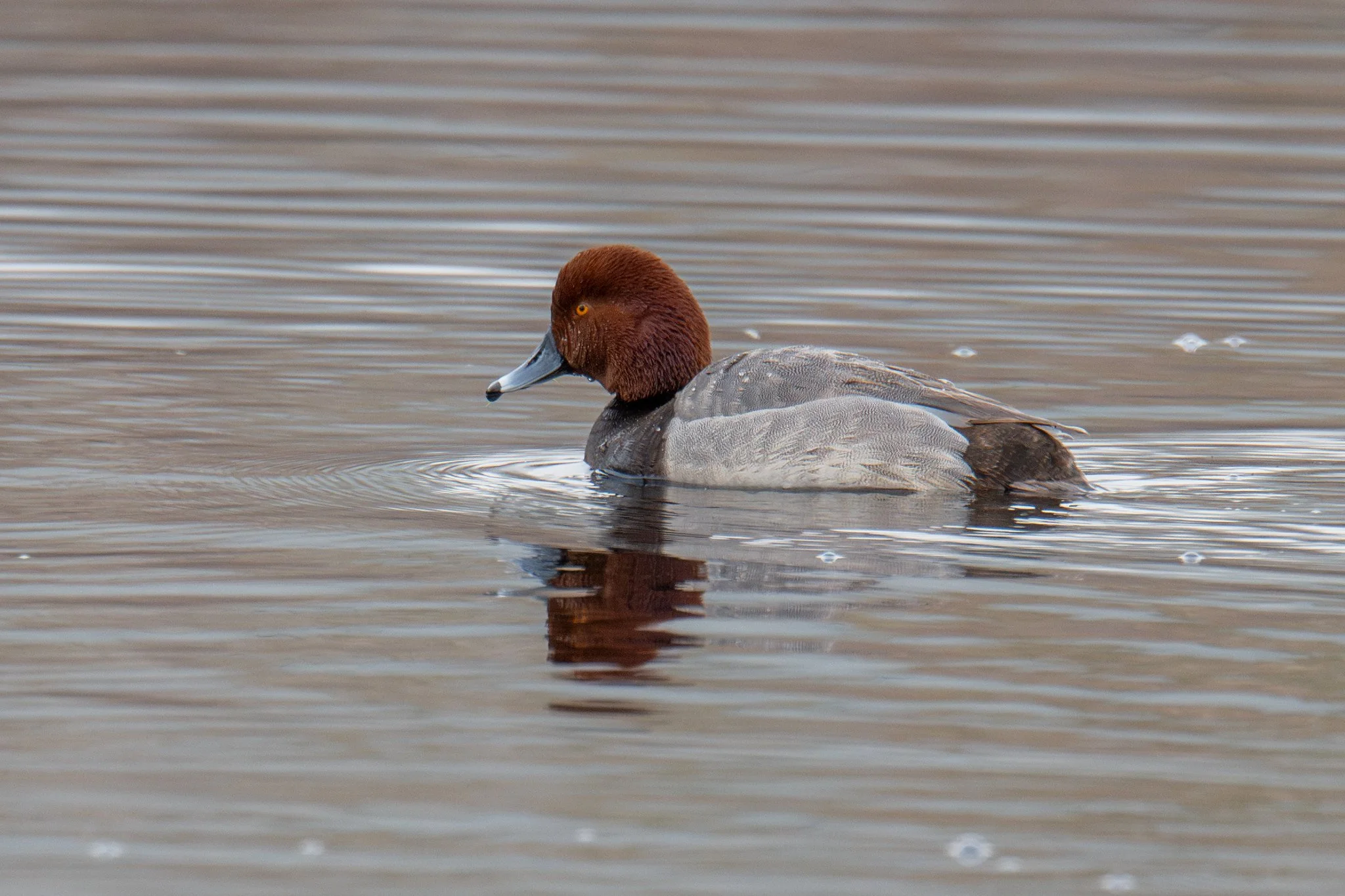 Redhead (Aythya americana)