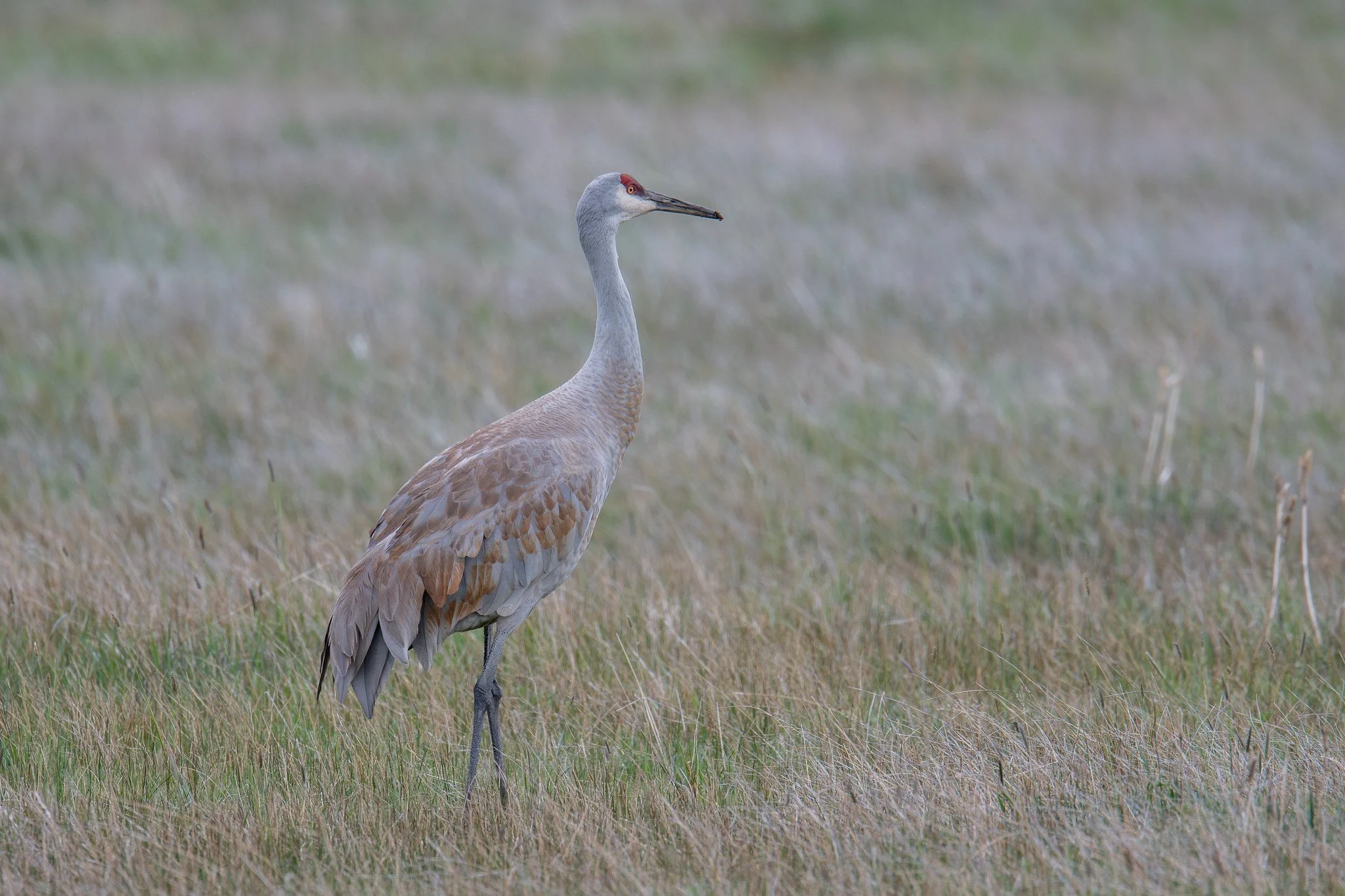 Sandhill Crane (Antigone canadensis)