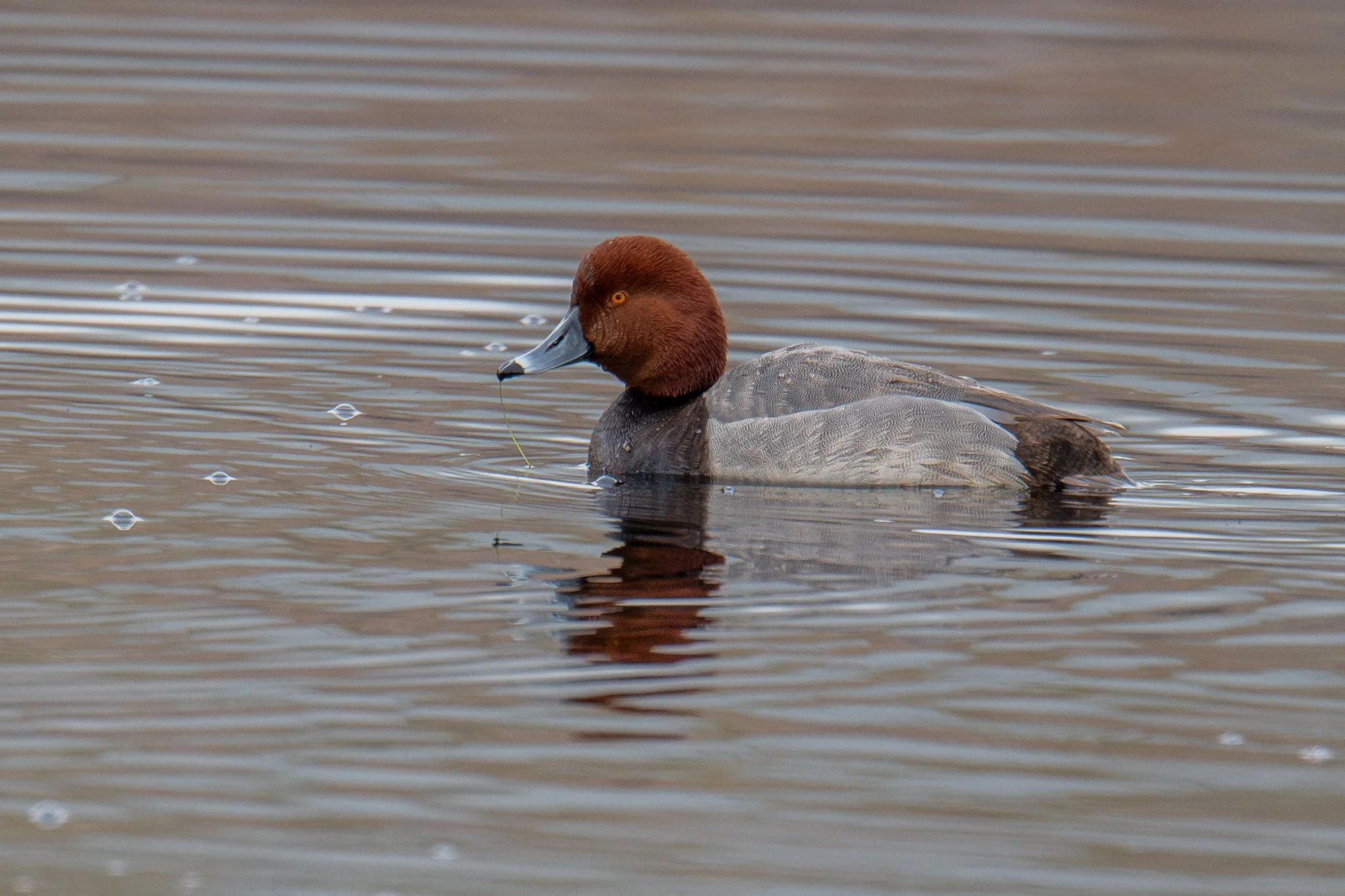 Redhead (Aythya americana)