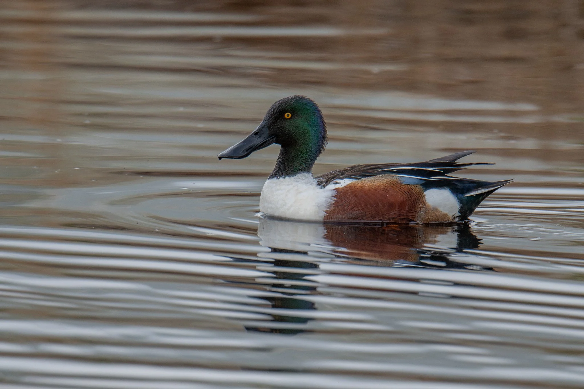 Northern Shoveler (Spatula clypeata)