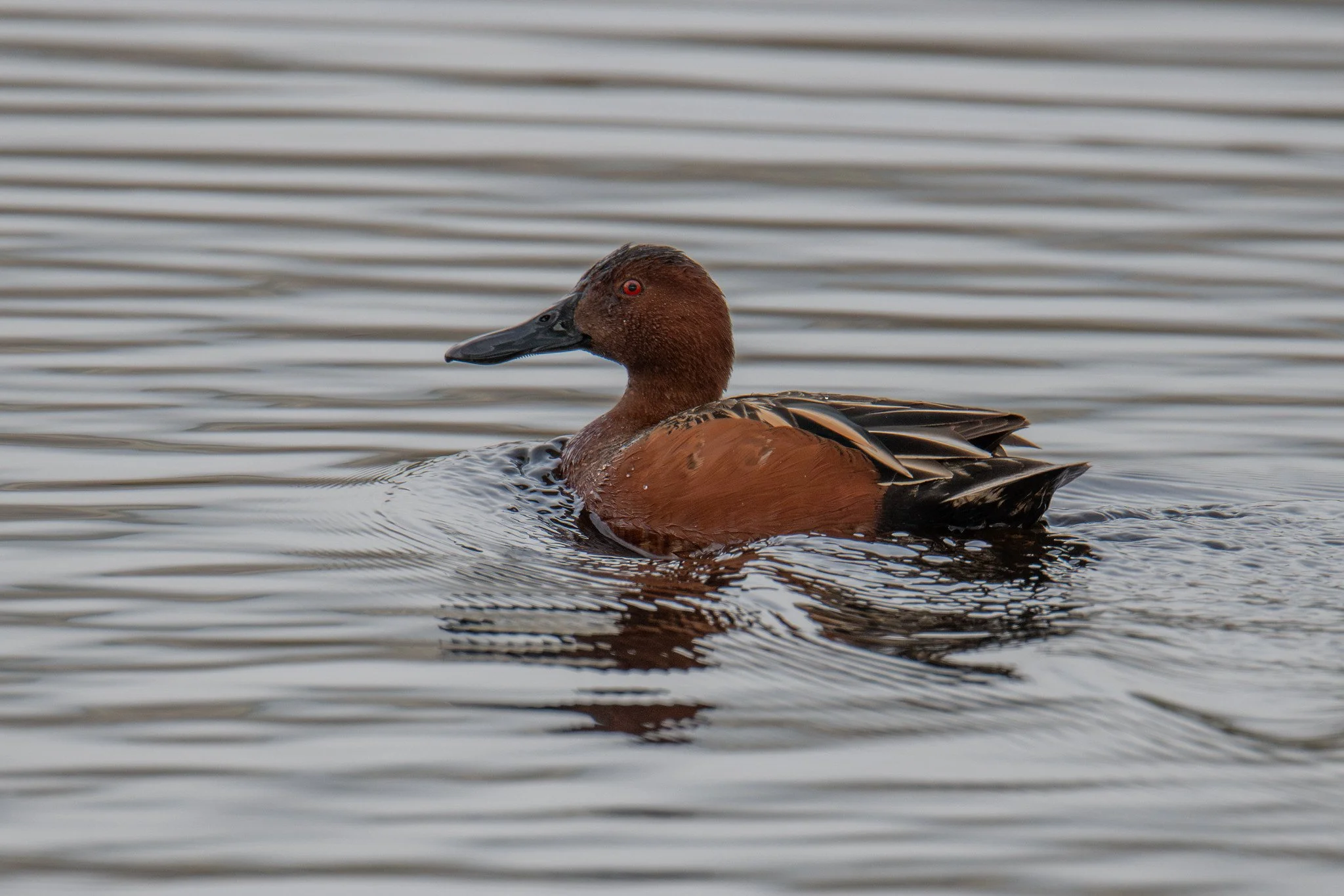 Cinnamon Teal (Spatula cyanoptera)