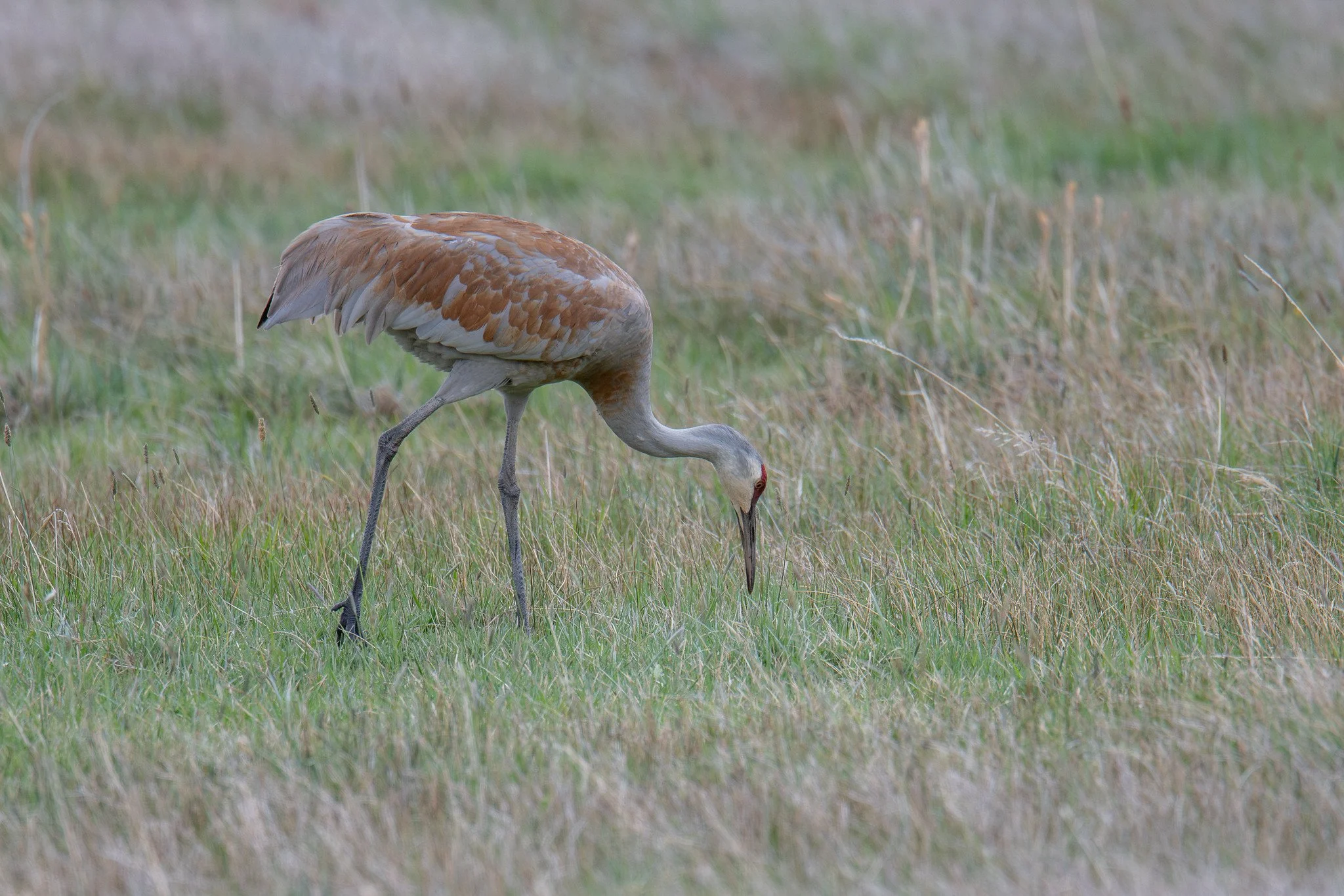 Sandhill Crane (Antigone canadensis)
