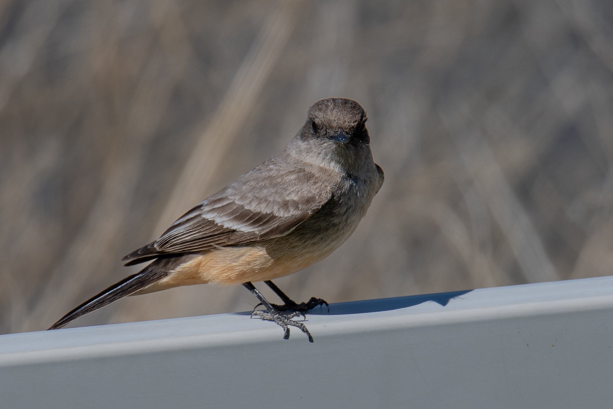 Say's Phoebe (Sayornis saya)