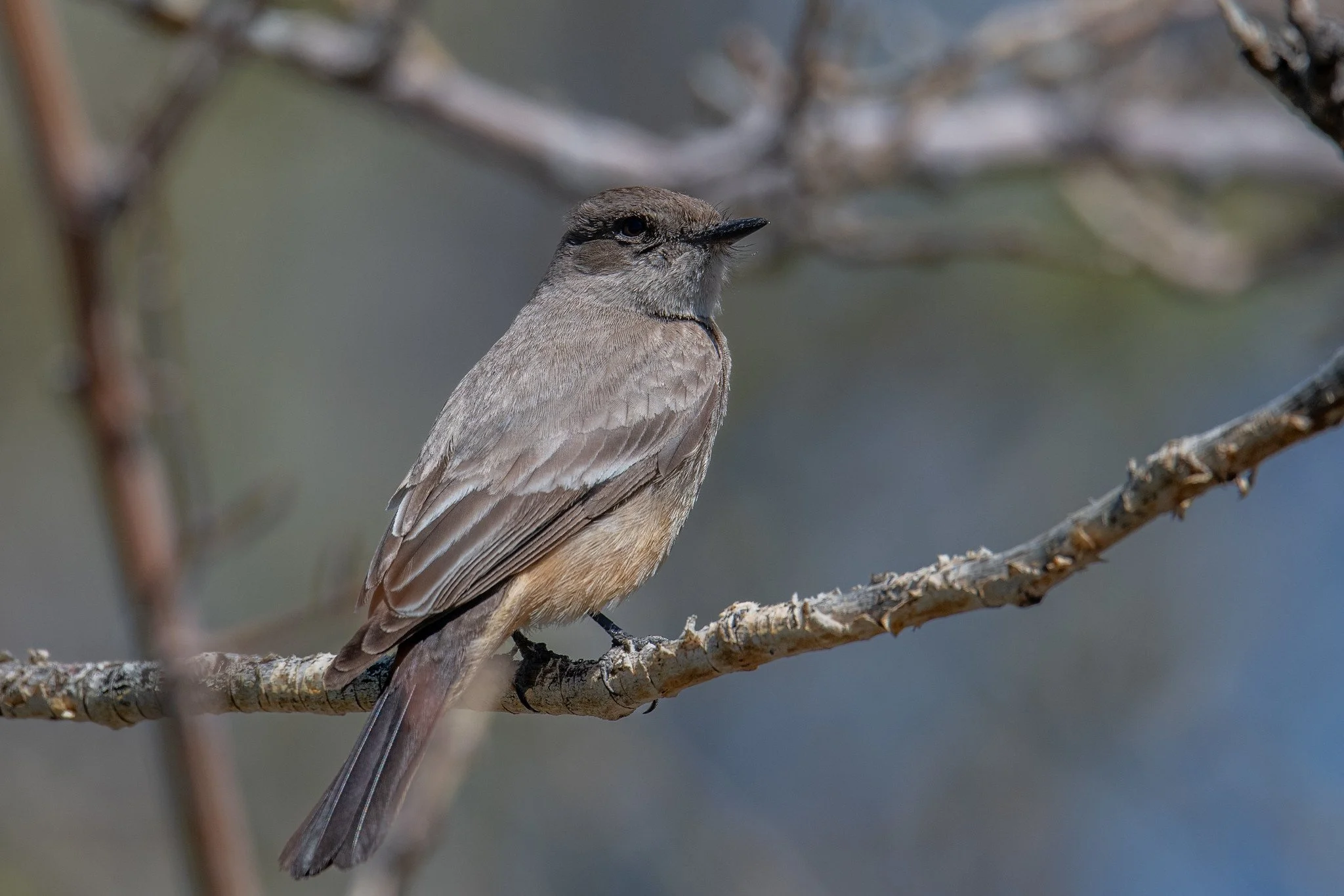 Say's Phoebe (Sayornis saya)