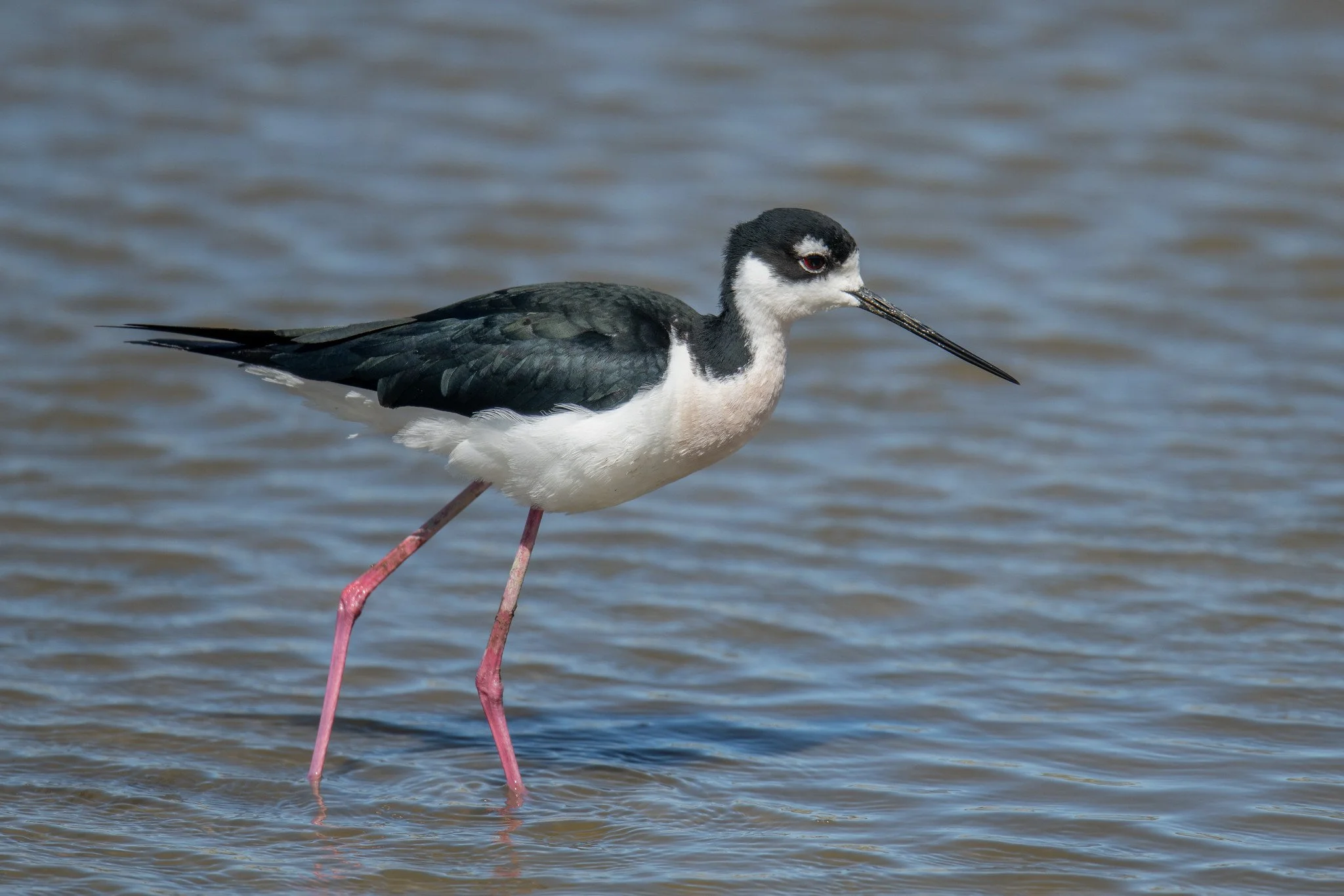 Black-necked Stilt (Himantopus mexicanus)