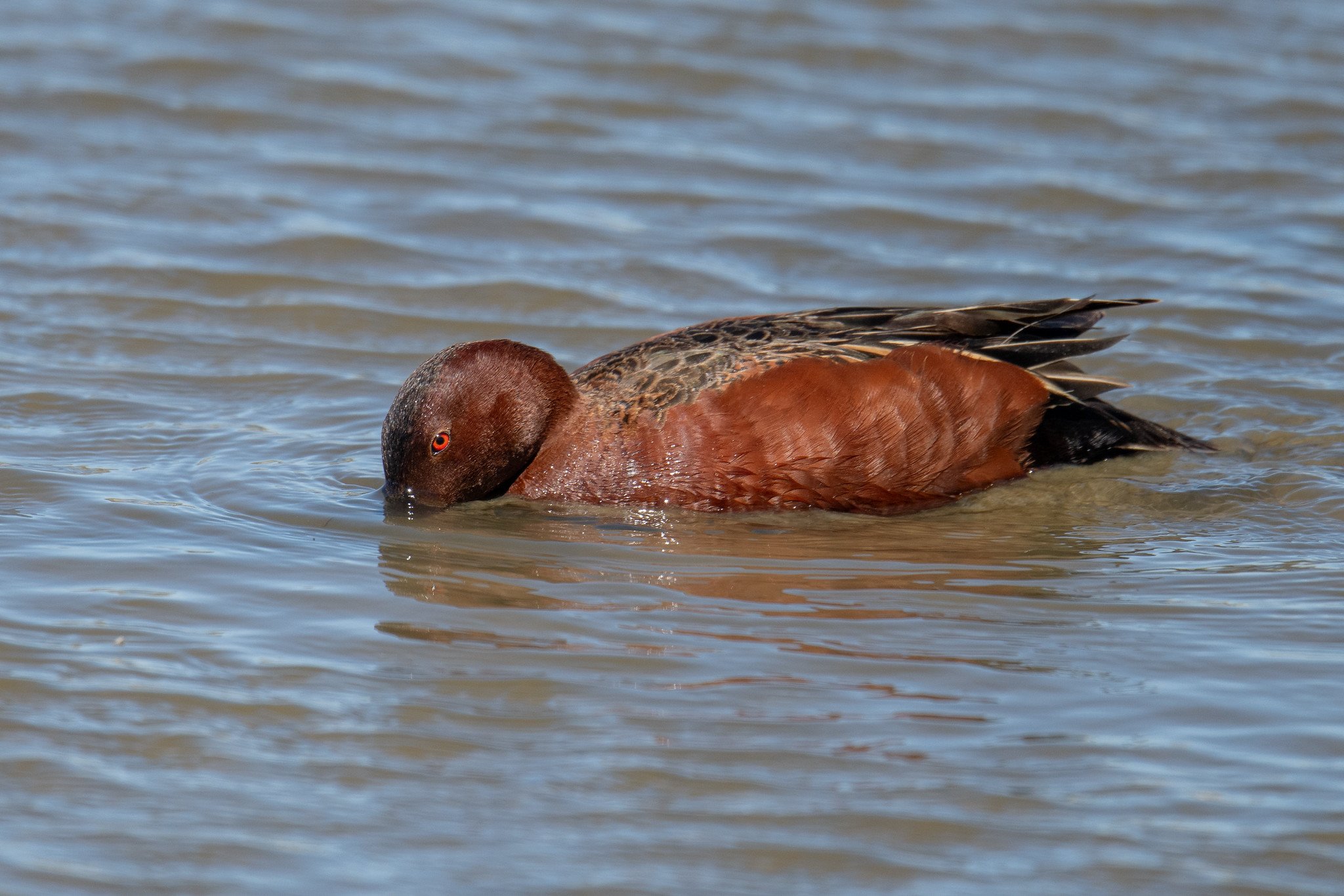 Cinnamon Teal (Spatula cyanoptera)
