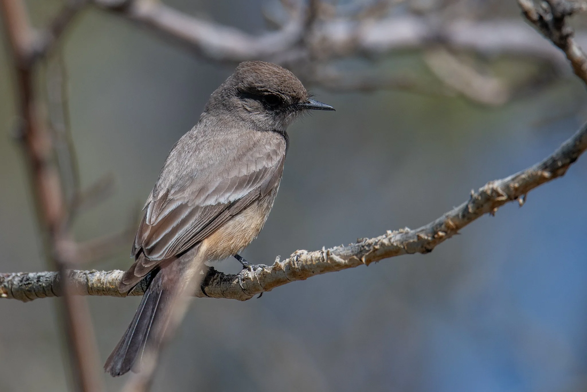 Say's Phoebe (Sayornis saya)