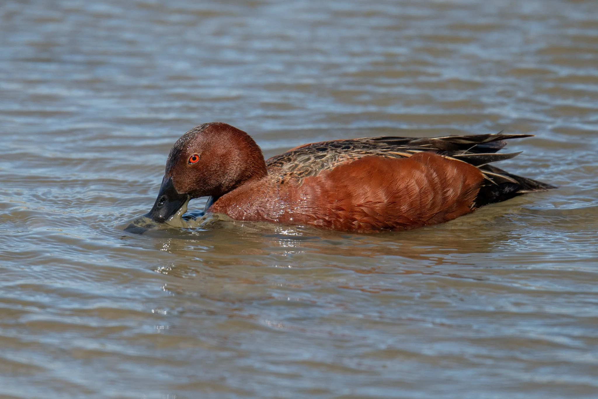 Cinnamon Teal (Spatula cyanoptera)