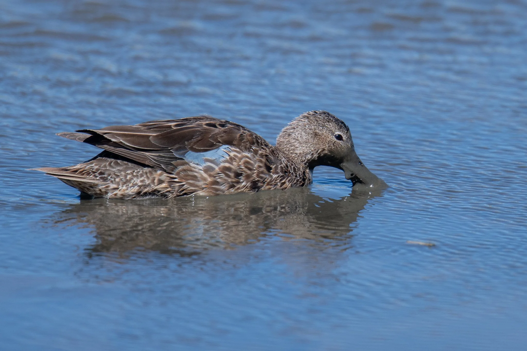 Cinnamon Teal (Spatula cyanoptera)