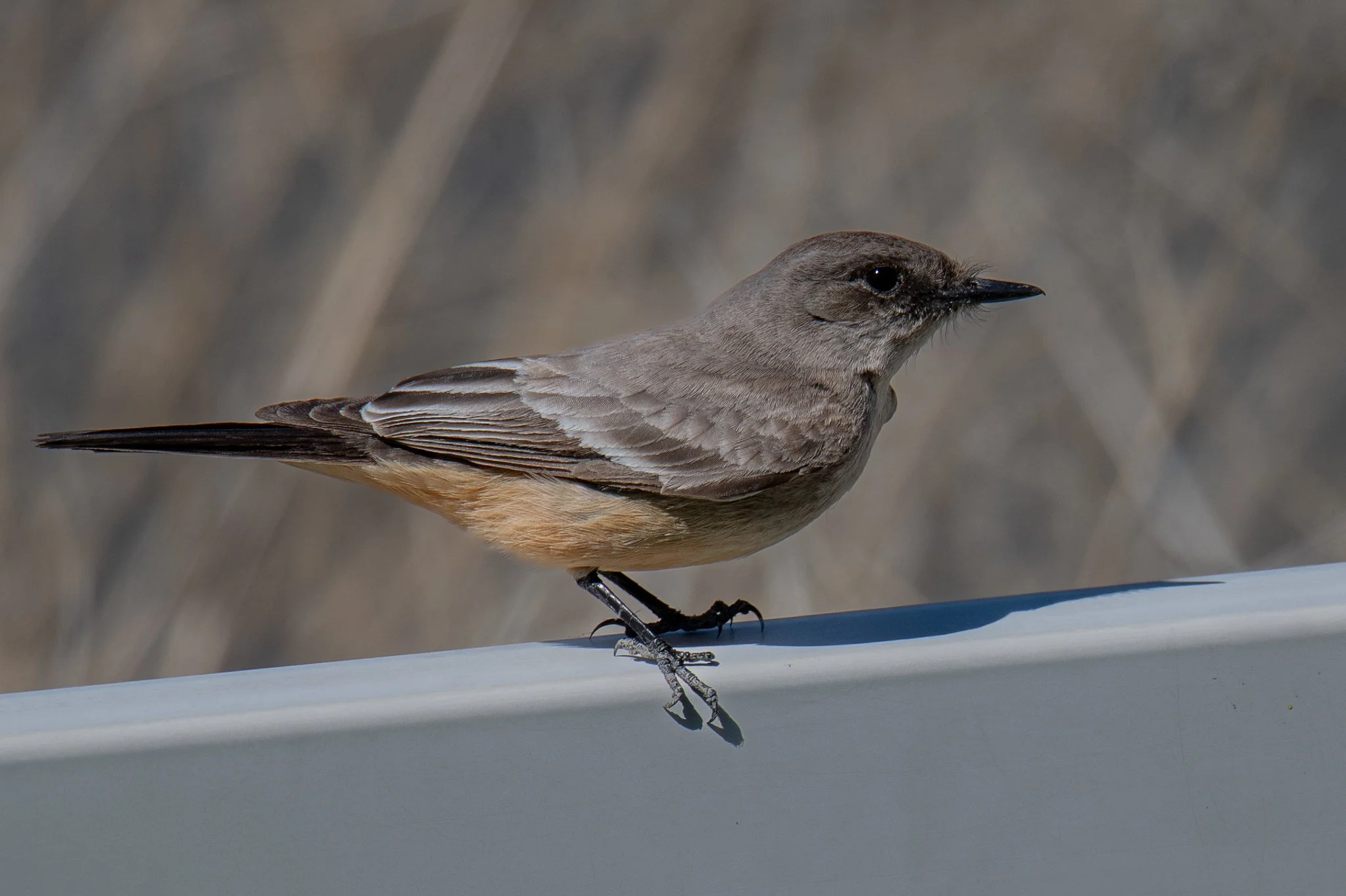 Say's Phoebe (Sayornis saya)