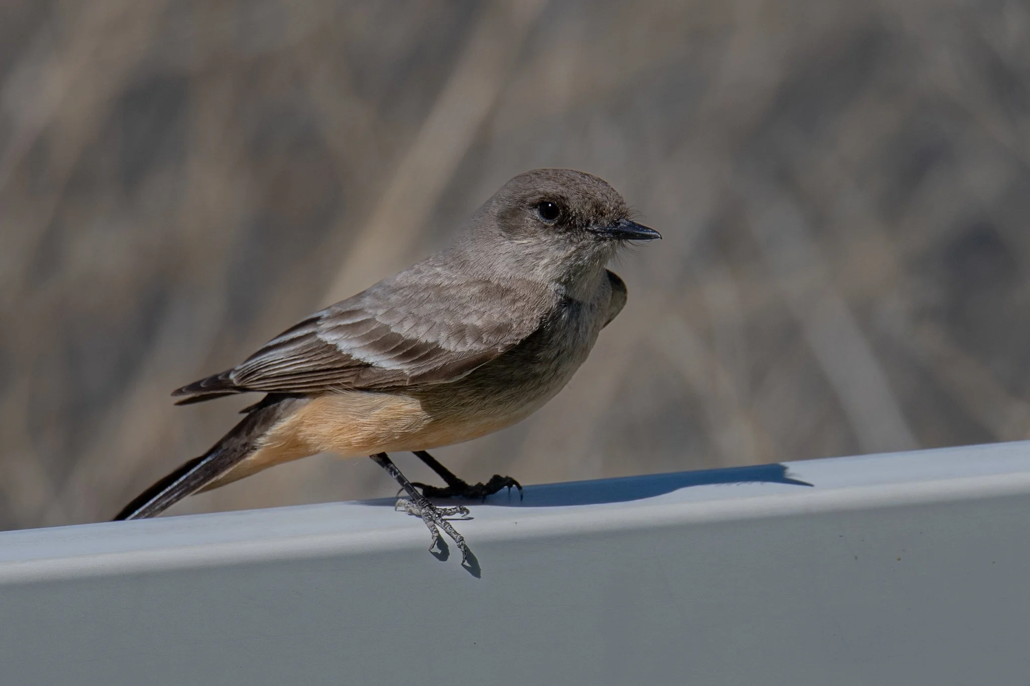 Say's Phoebe (Sayornis saya)
