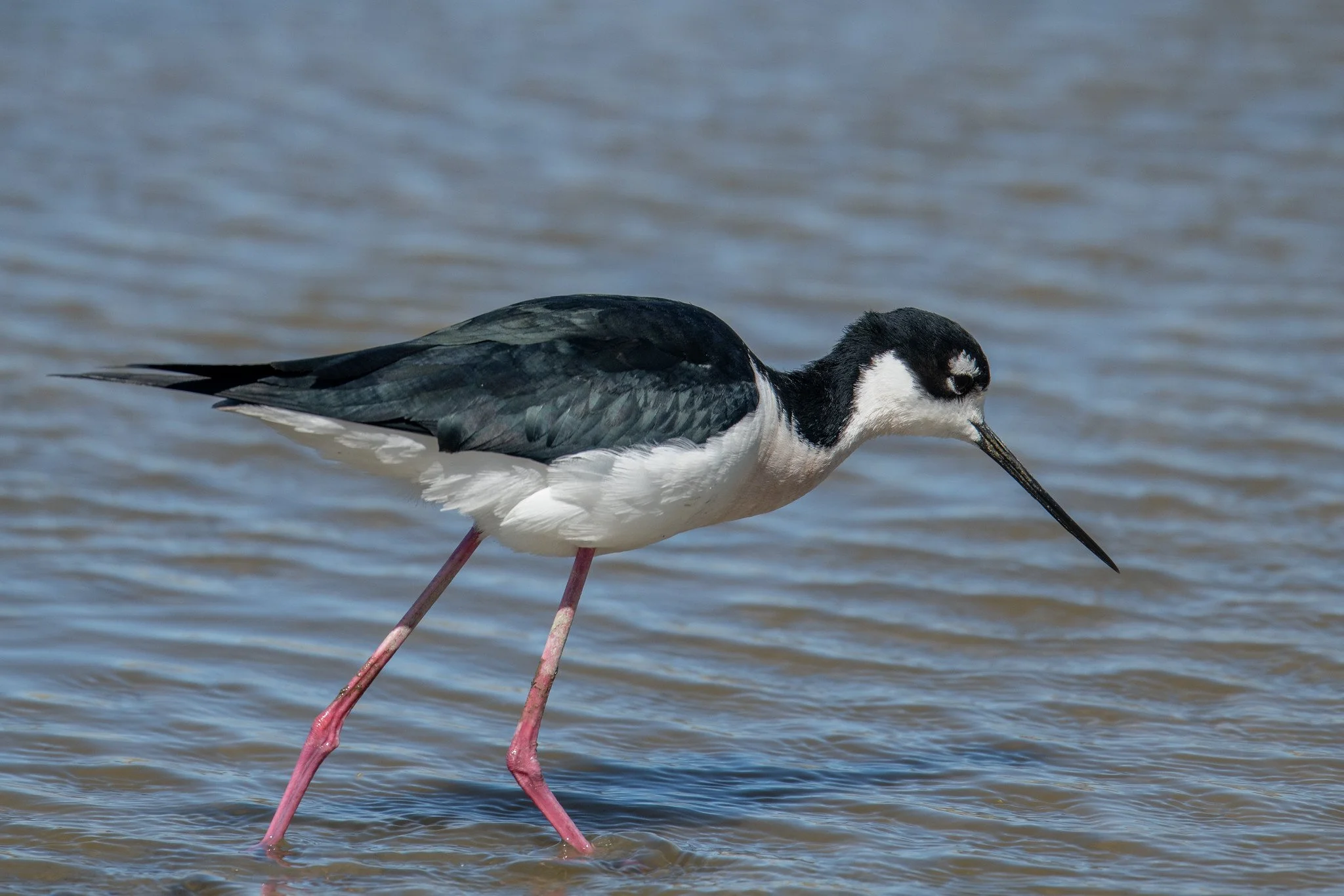 Black-necked Stilt (Himantopus mexicanus)
