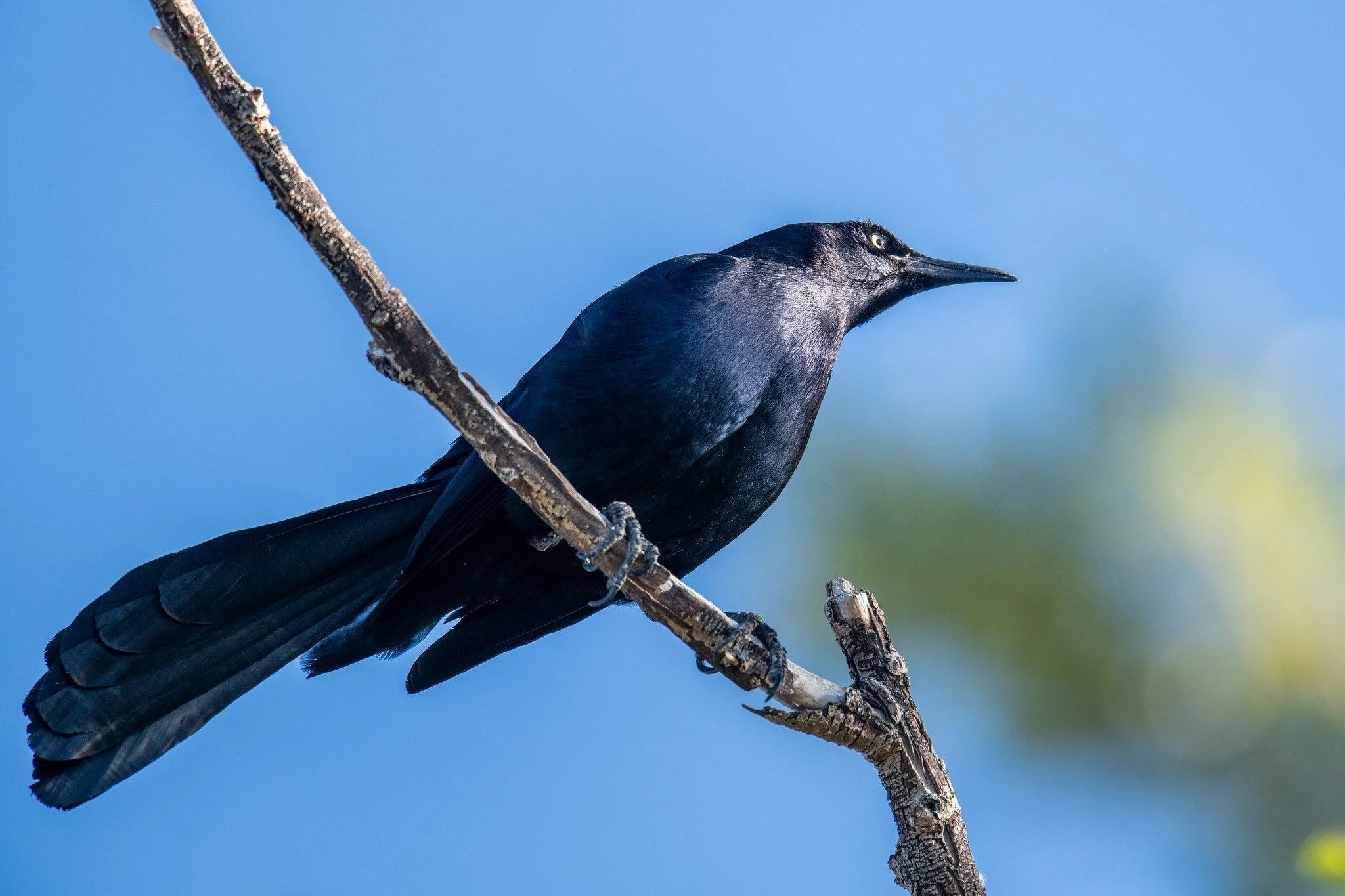 Great-tailed Grackle (Quiscalus mexicanus)
