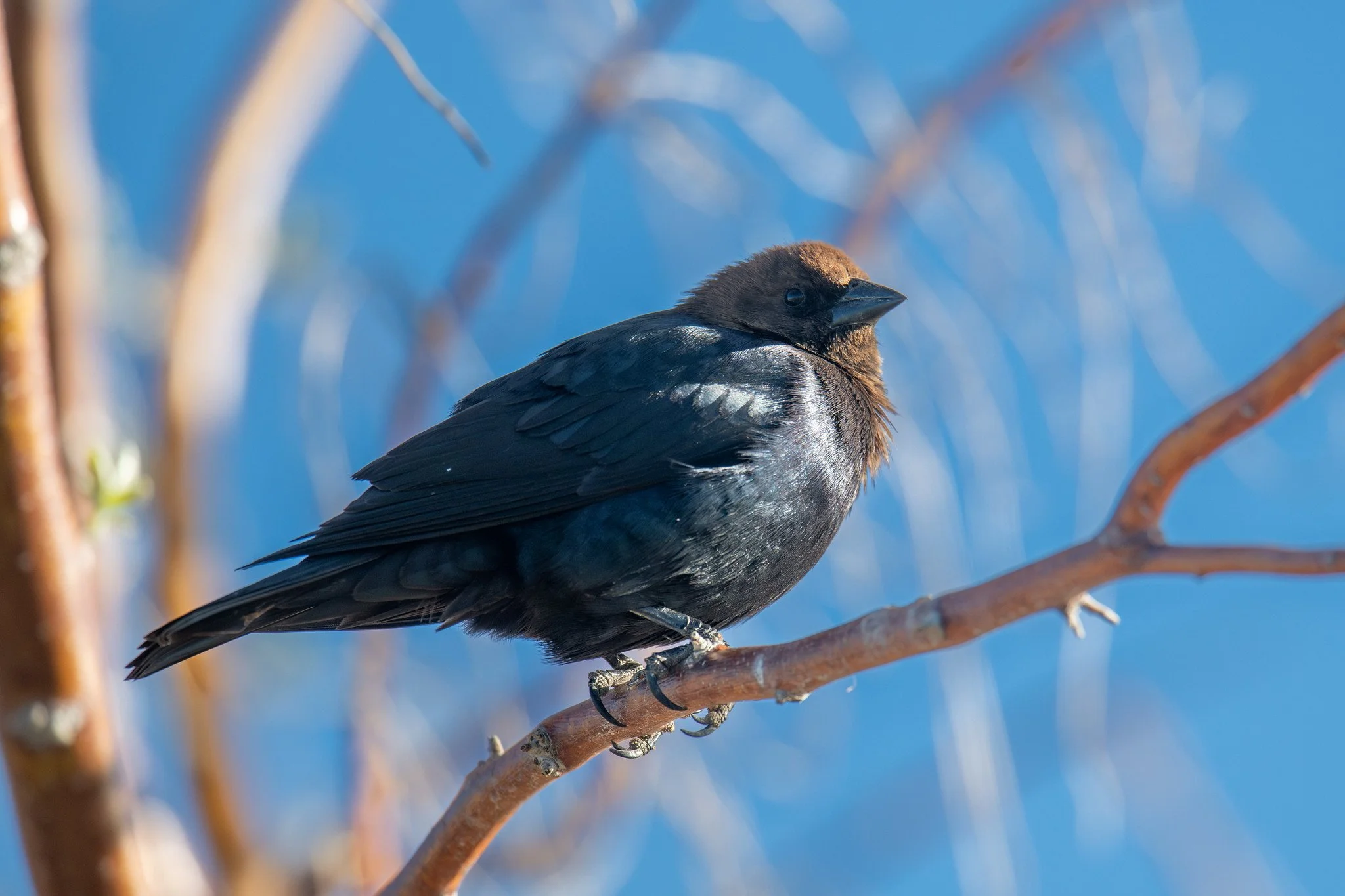 Brown-headed Cowbird (Molothrus ater)