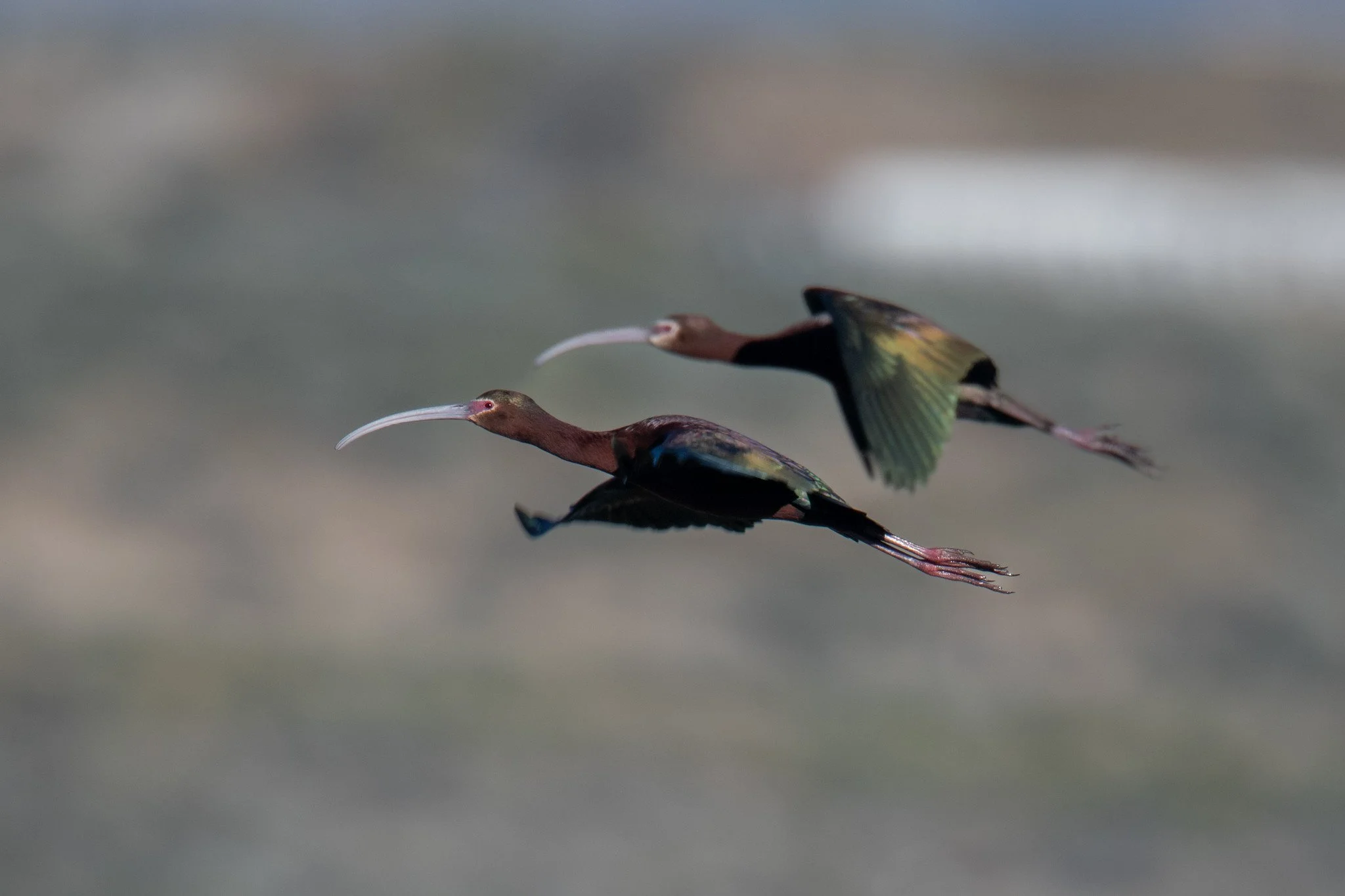 White-faced Ibis (Plegadis chihi)