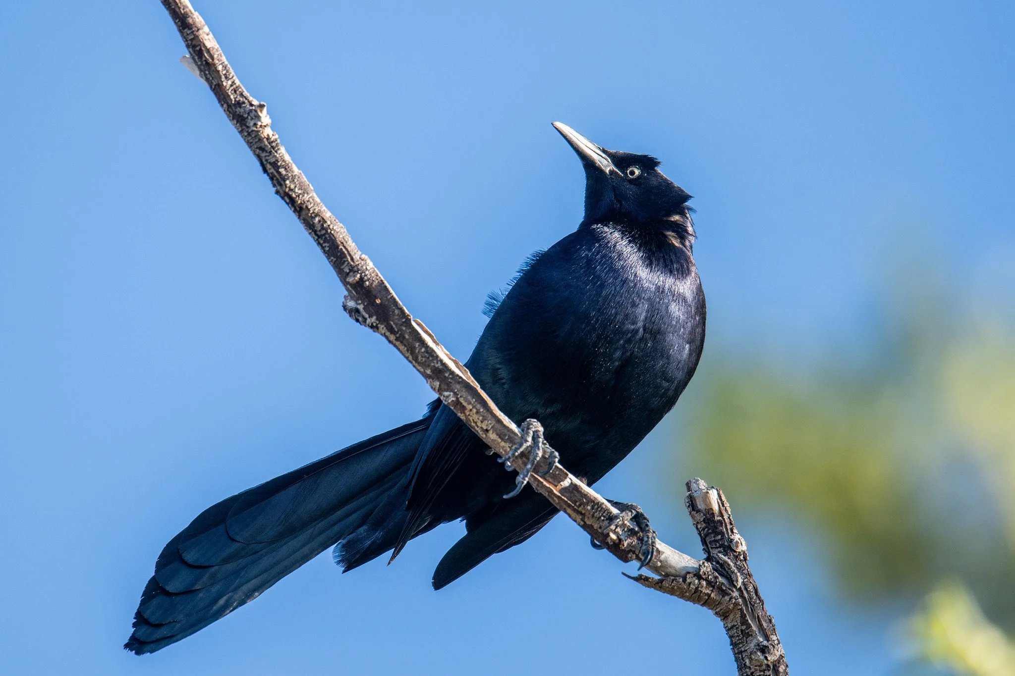 Great-tailed Grackle (Quiscalus mexicanus)