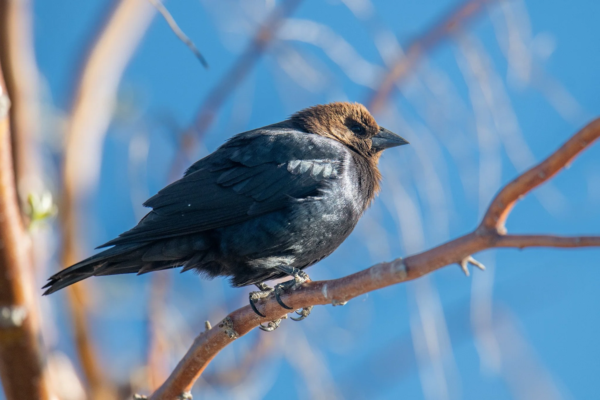 Brown-headed Cowbird (Molothrus ater)