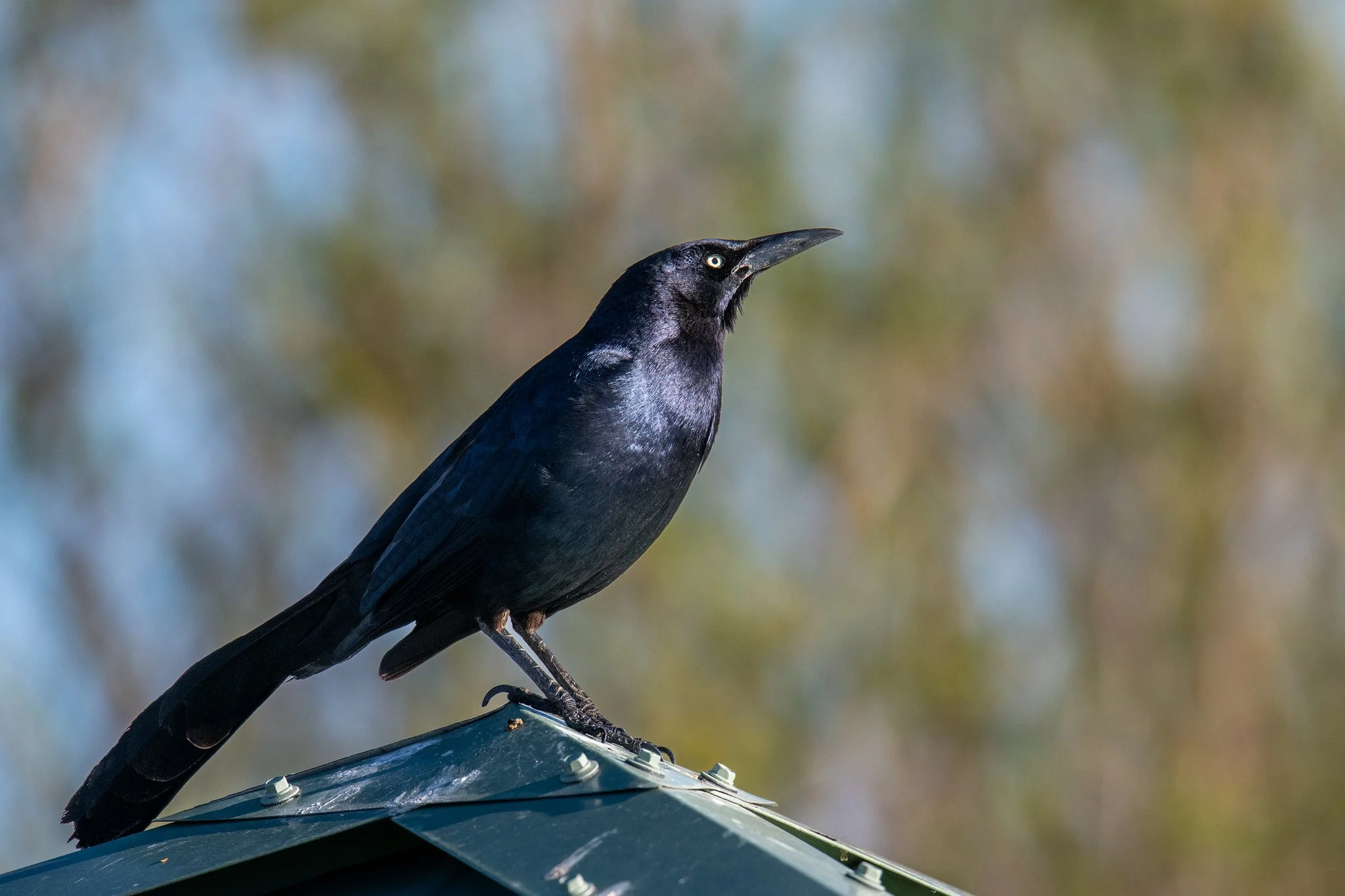 Great-tailed Grackle (Quiscalus mexicanus)