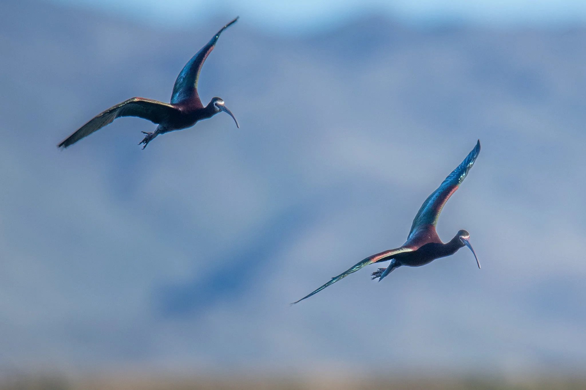 White-faced Ibis (Plegadis chihi)