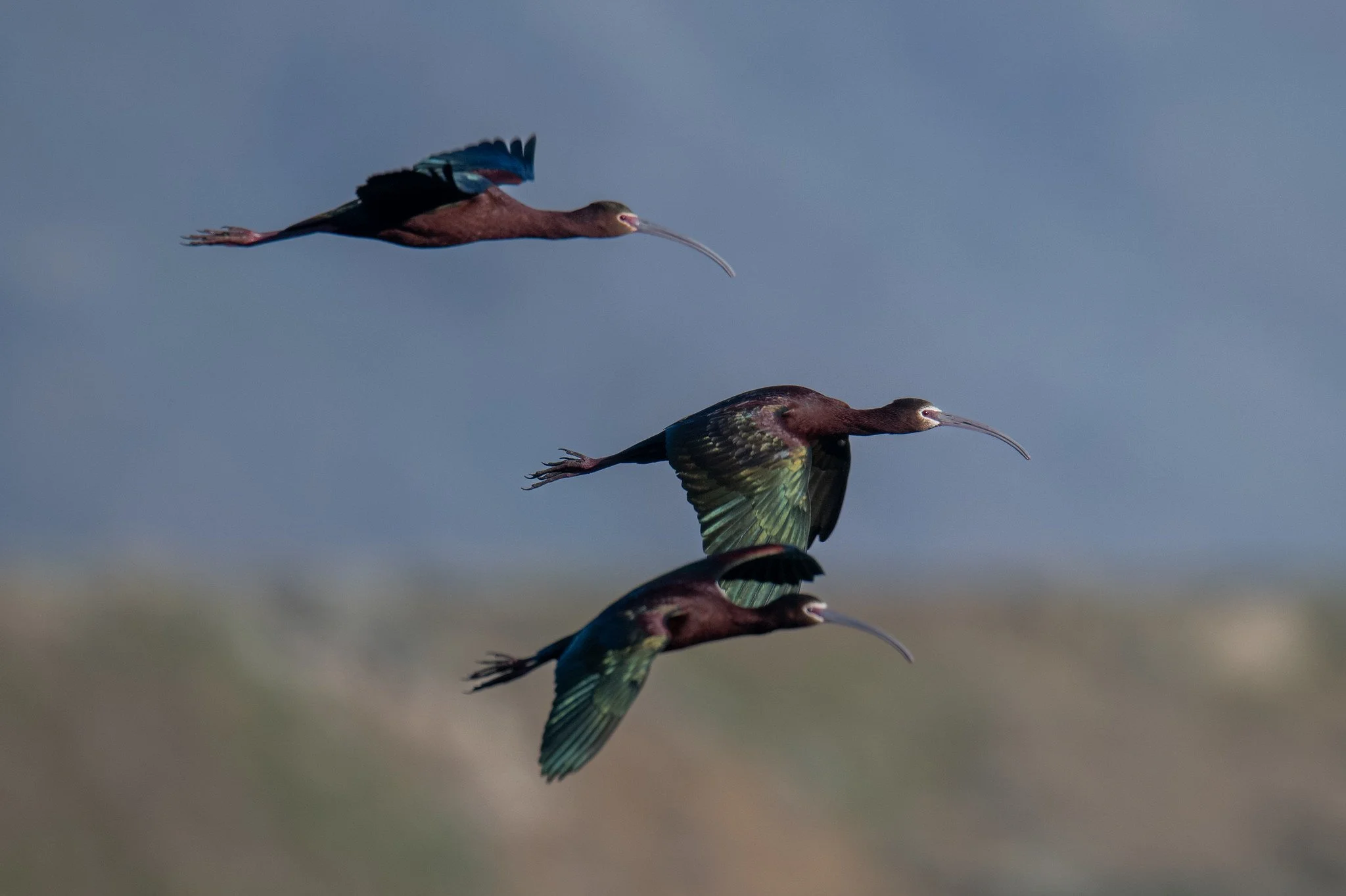 White-faced Ibis (Plegadis chihi)