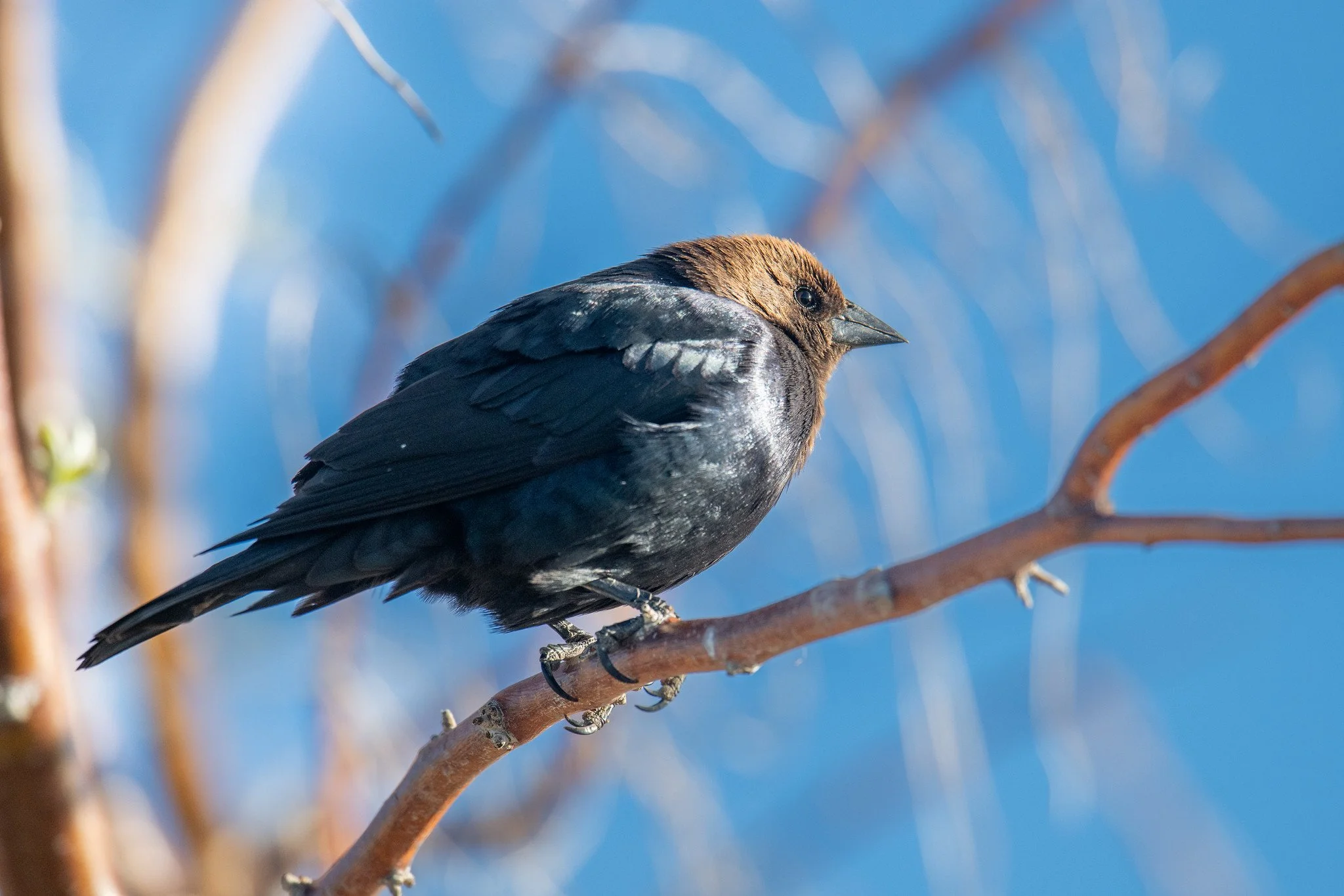 Brown-headed Cowbird (Molothrus ater)