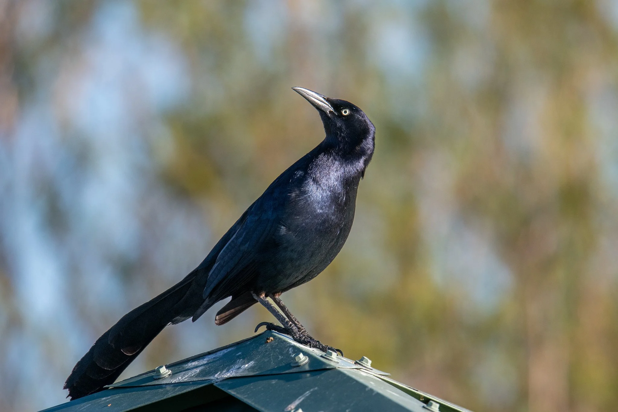 Great-tailed Grackle (Quiscalus mexicanus)