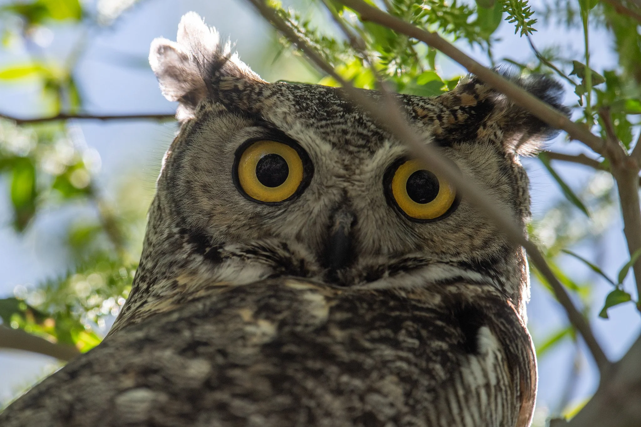 Great Horned Owl (Bubo virginianus)