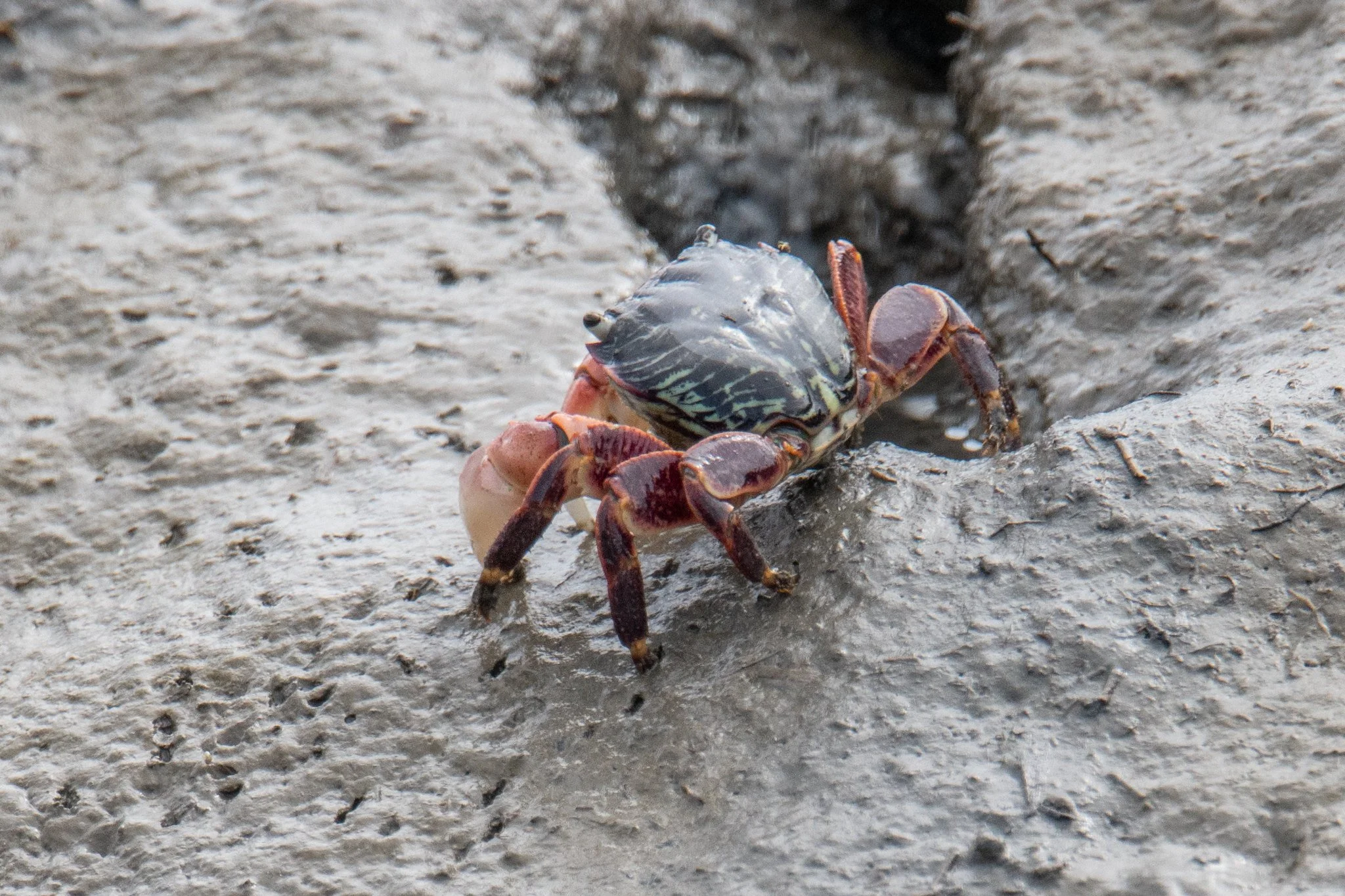 Striped Shore Crab (Pachygrapsus crassipes)