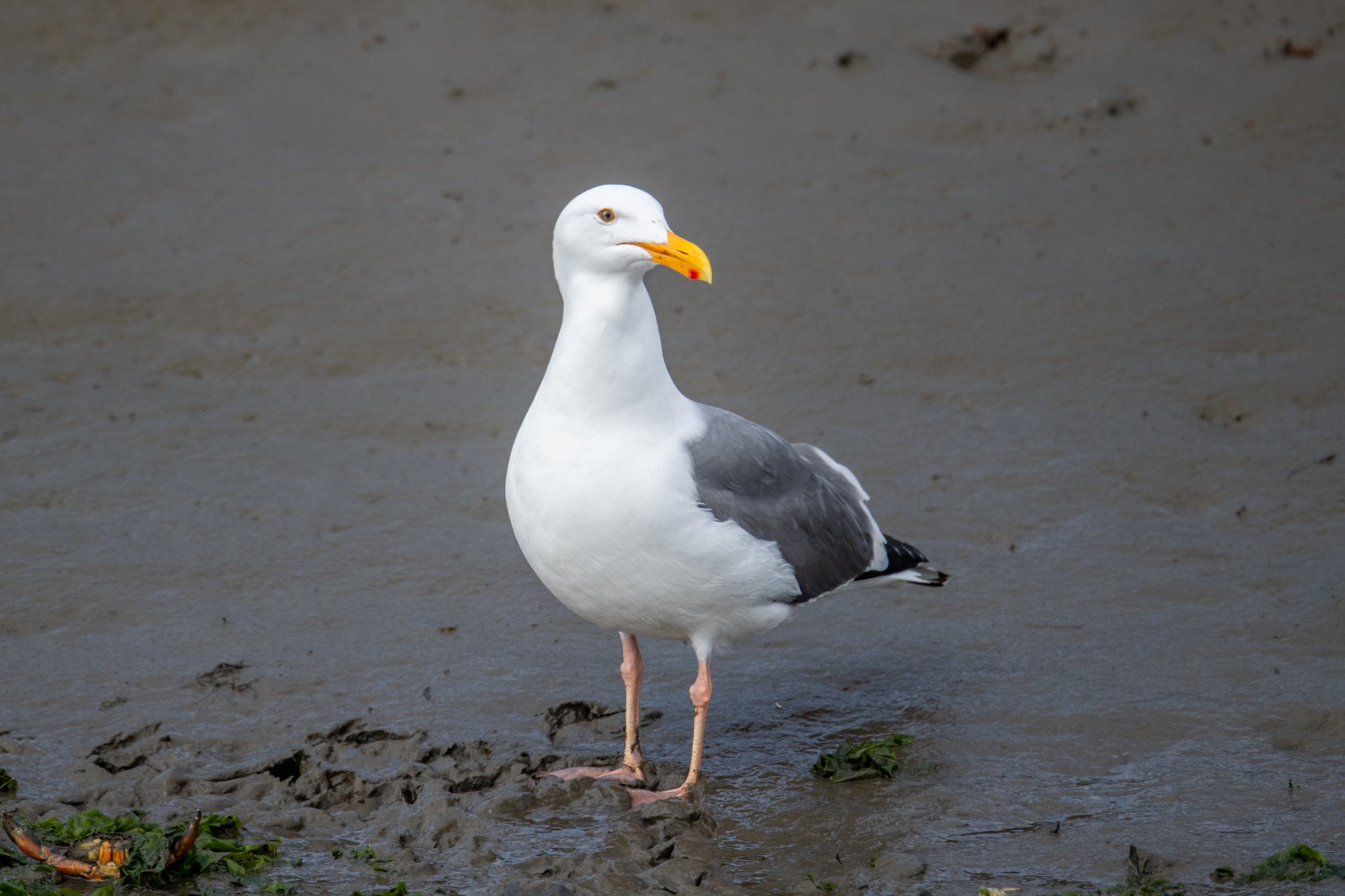 Western Gull (Larus occidentalis)