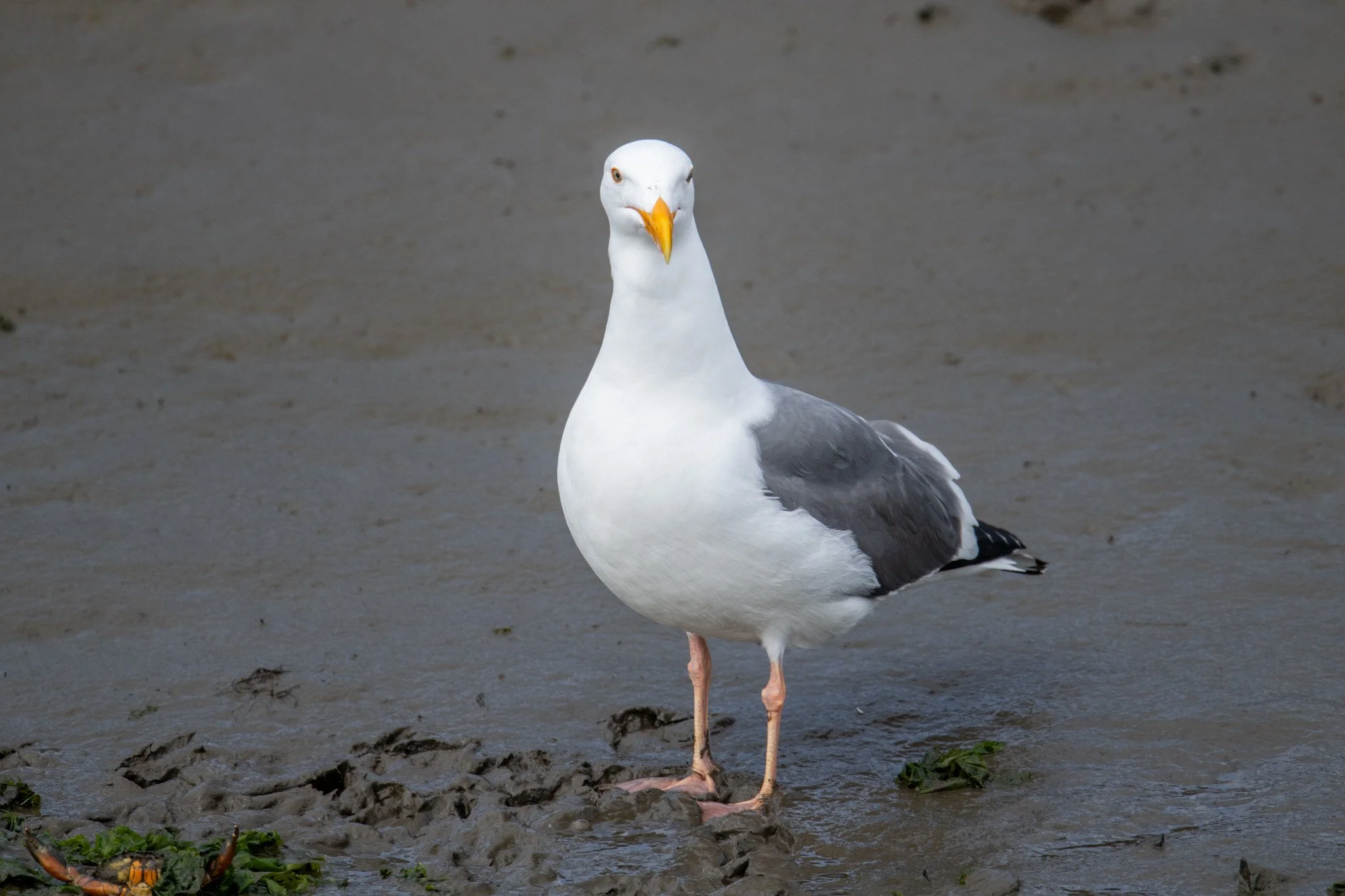 Western Gull (Larus occidentalis)