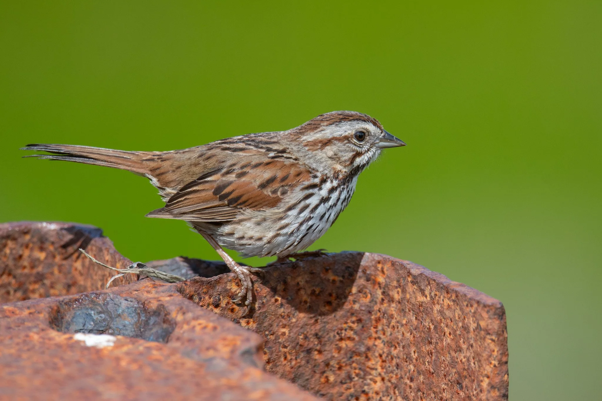 Song Sparrow (Melospiza melodia)