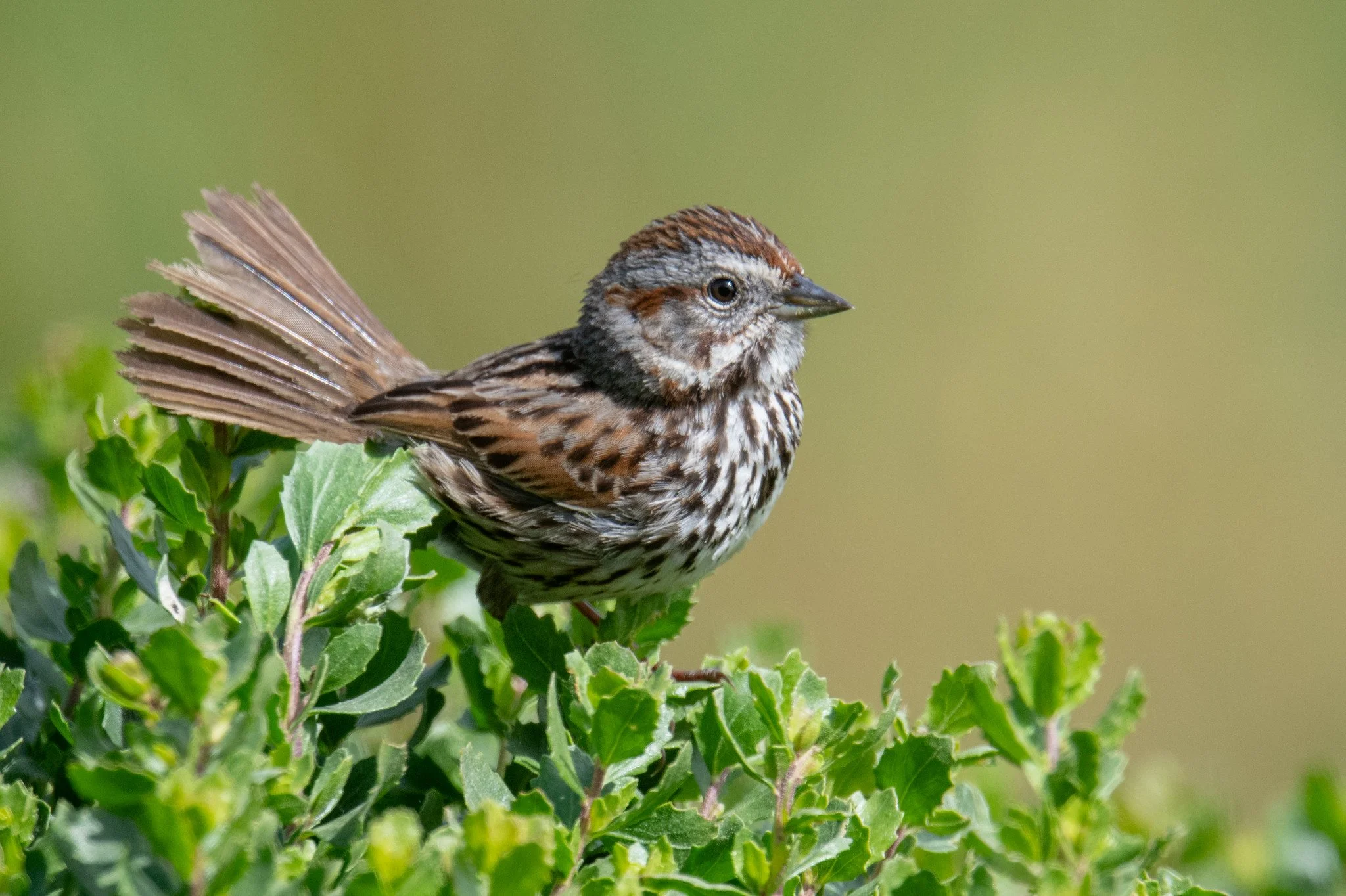 Song Sparrow (Melospiza melodia)