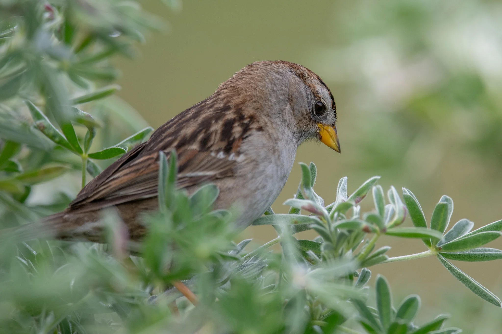 White-crowned Sparrow (Zonotrichia leucophrys)