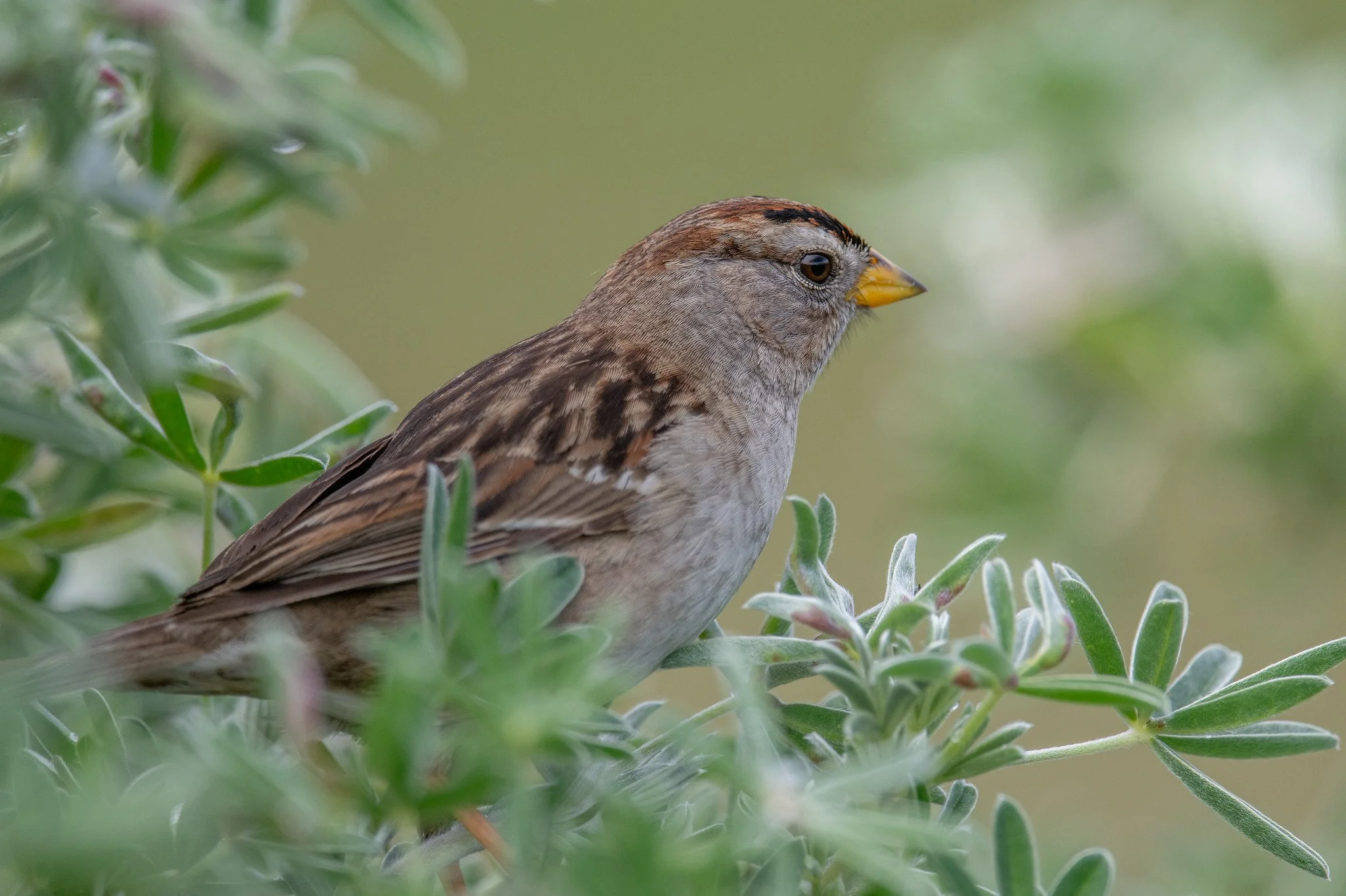 White-crowned Sparrow (Zonotrichia leucophrys)