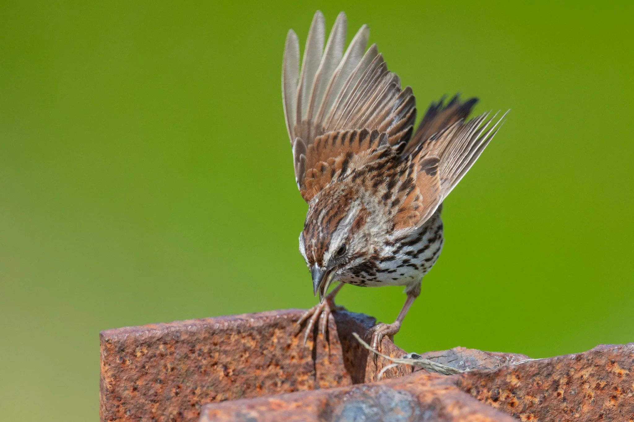 Song Sparrow (Melospiza melodia)