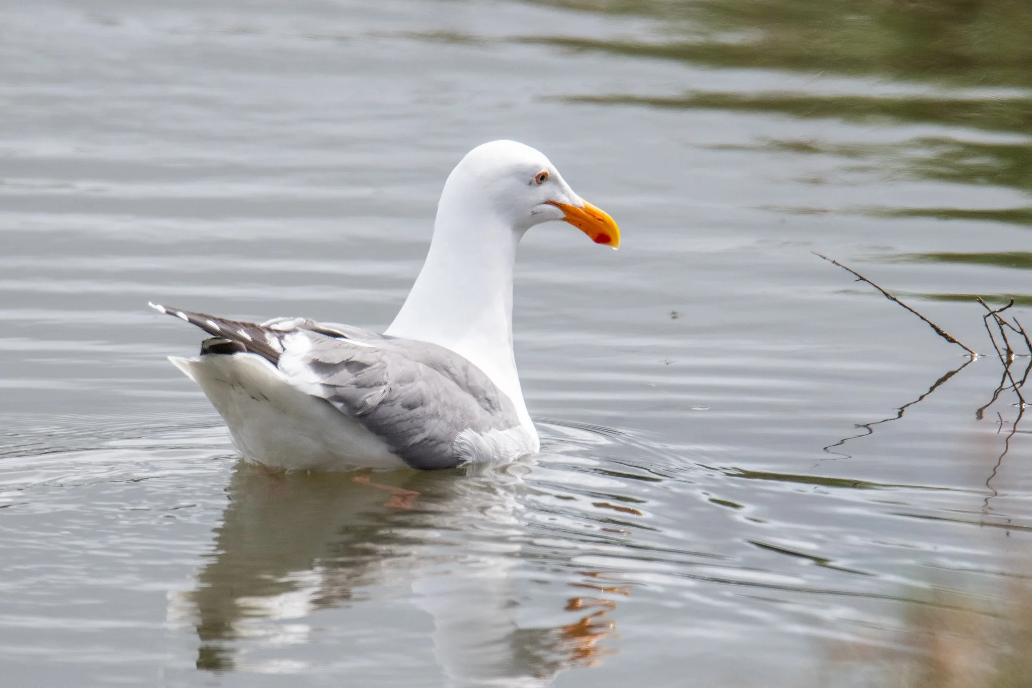 Western Gull (Larus occidentalis)